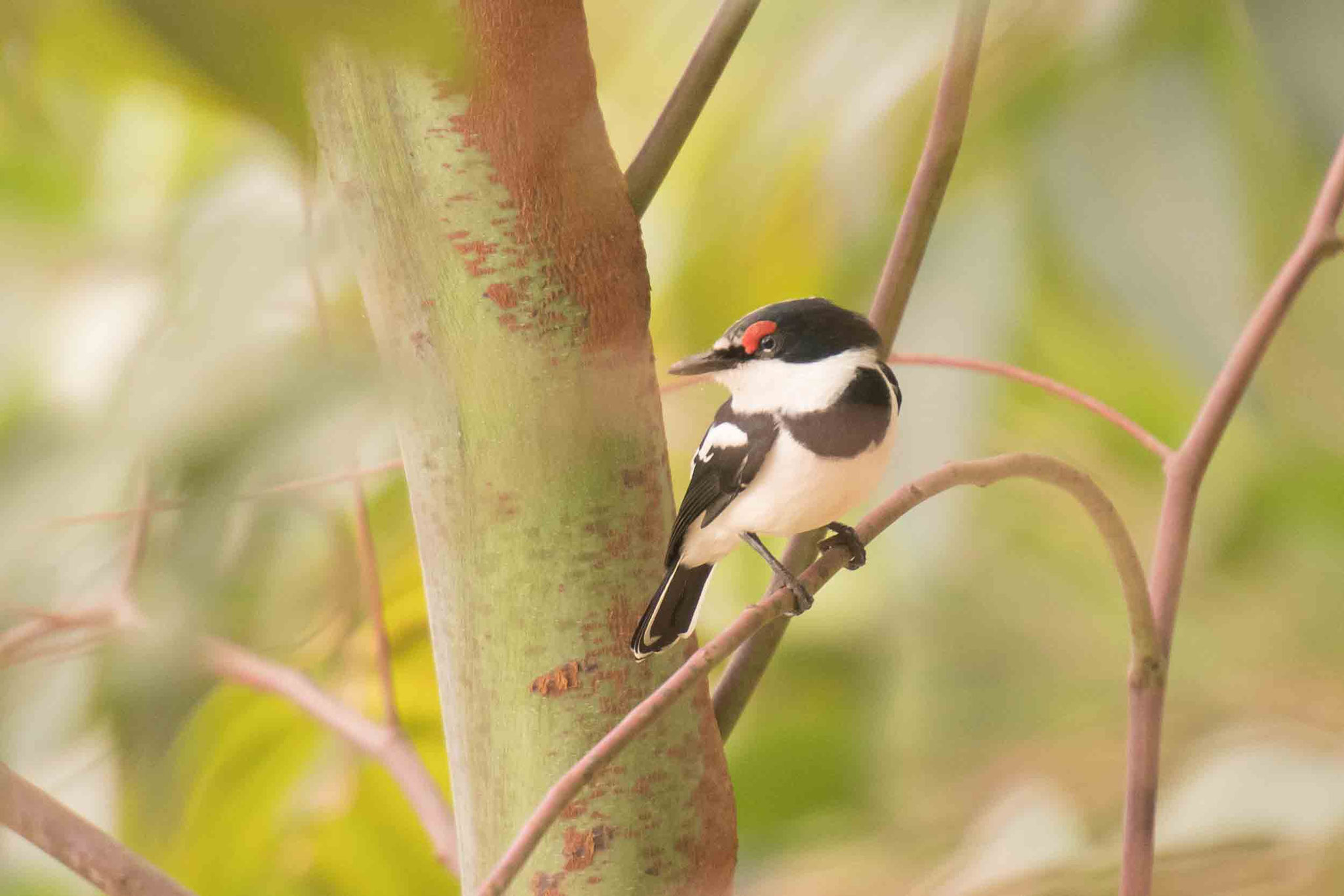 LAPPENSCHNÄPPER - BROWN-THROATED WATTLE-EYE