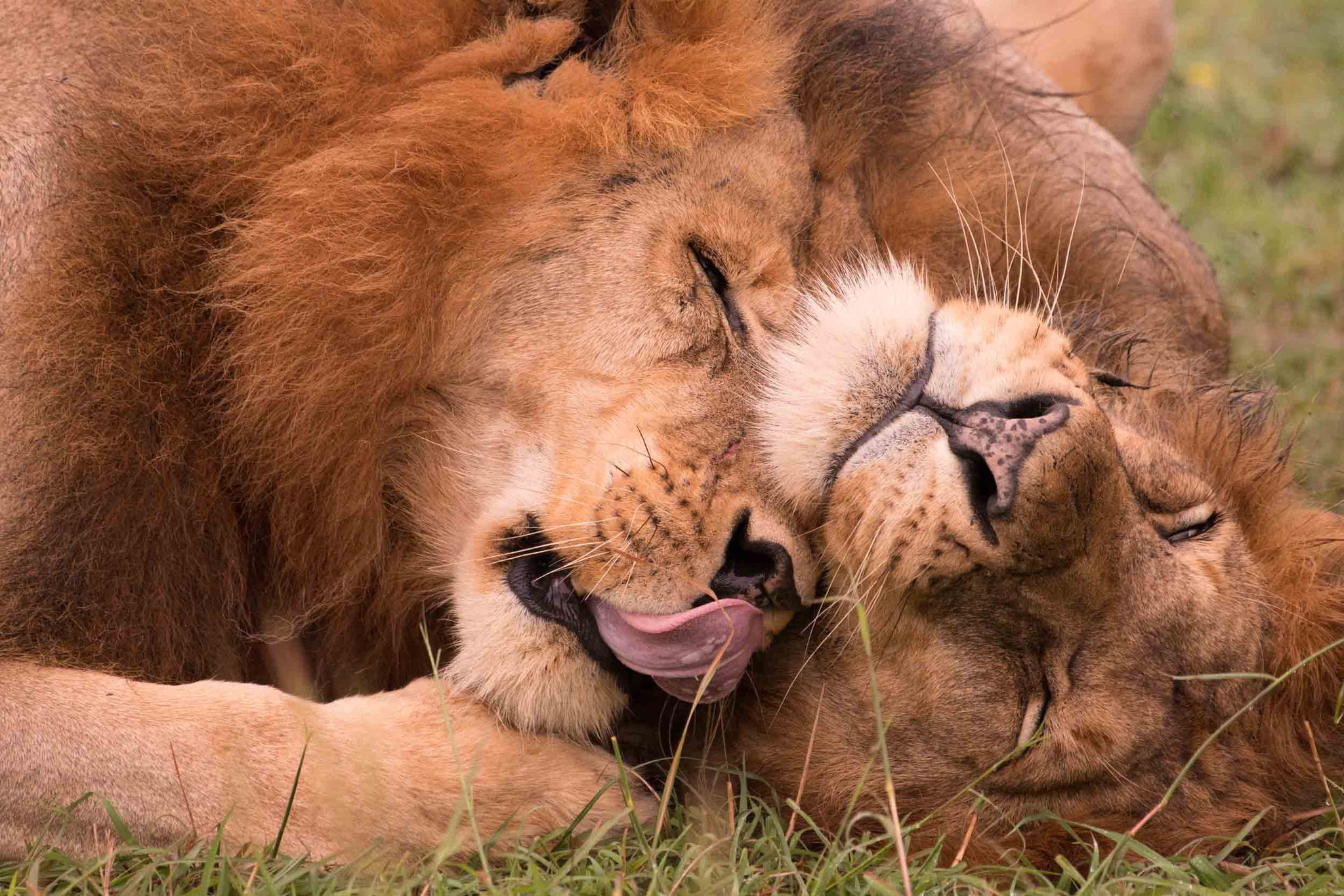 LÖWE - LION