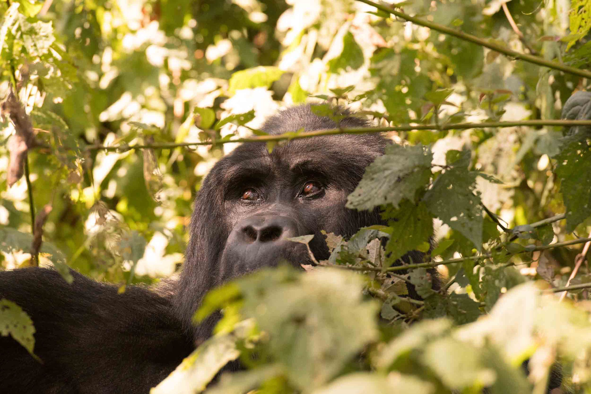 BERGGORILLA - MOUNTAIN GORILLA