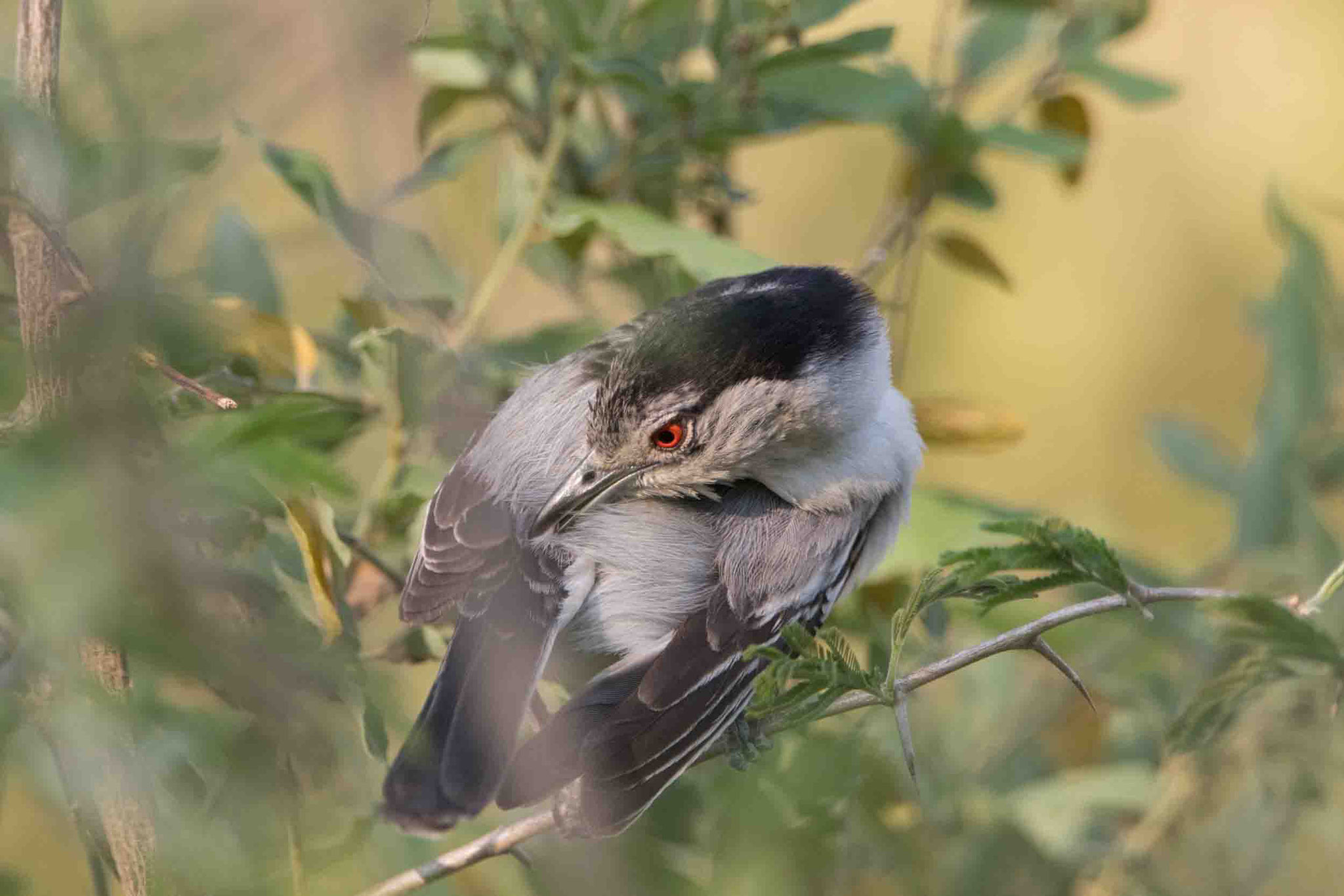 SCHNEEBALLWÜRGER - BLACK-BACKED PUFFBACK