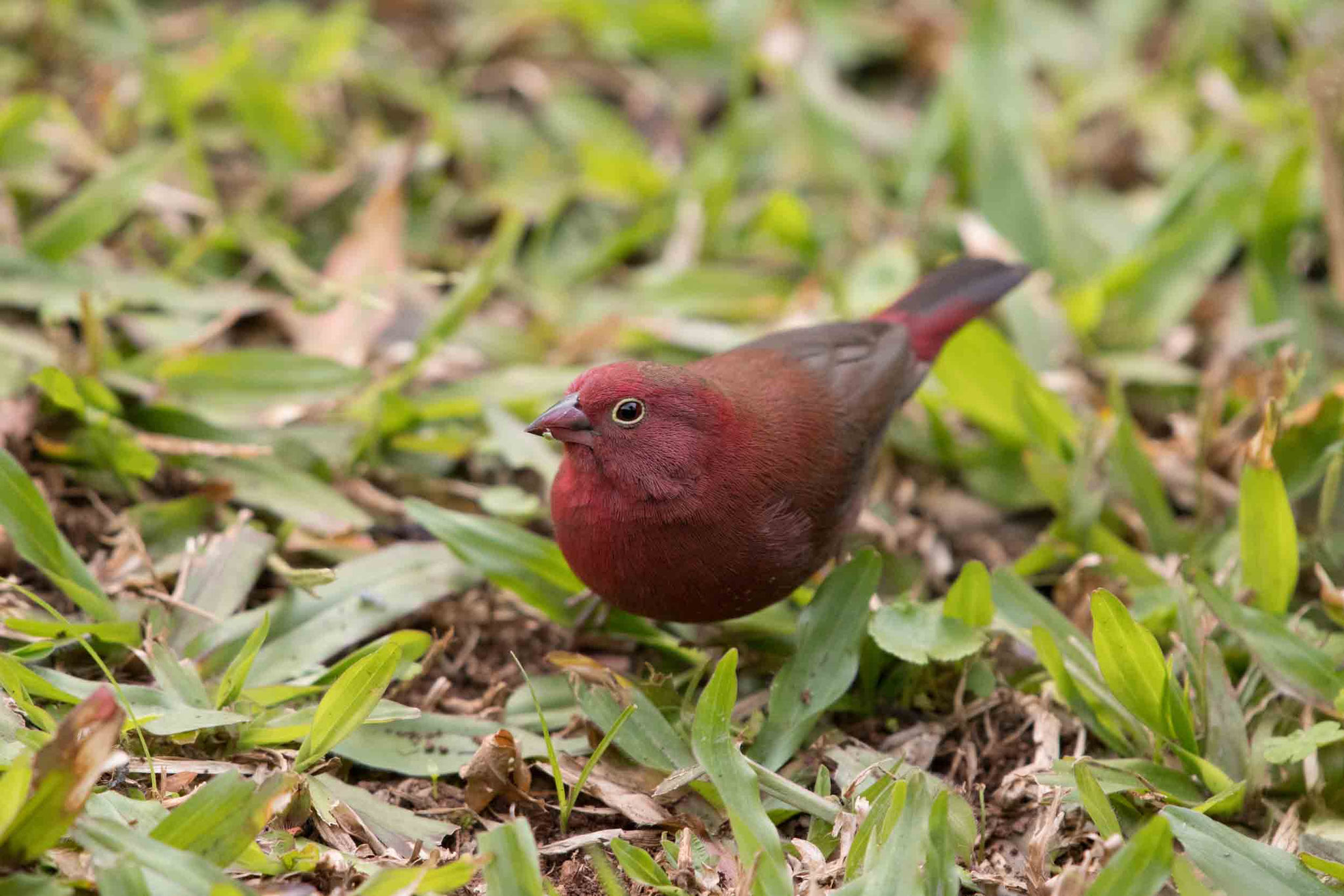 SENEGALAMARANT - RED-BILLED FIREFINCH