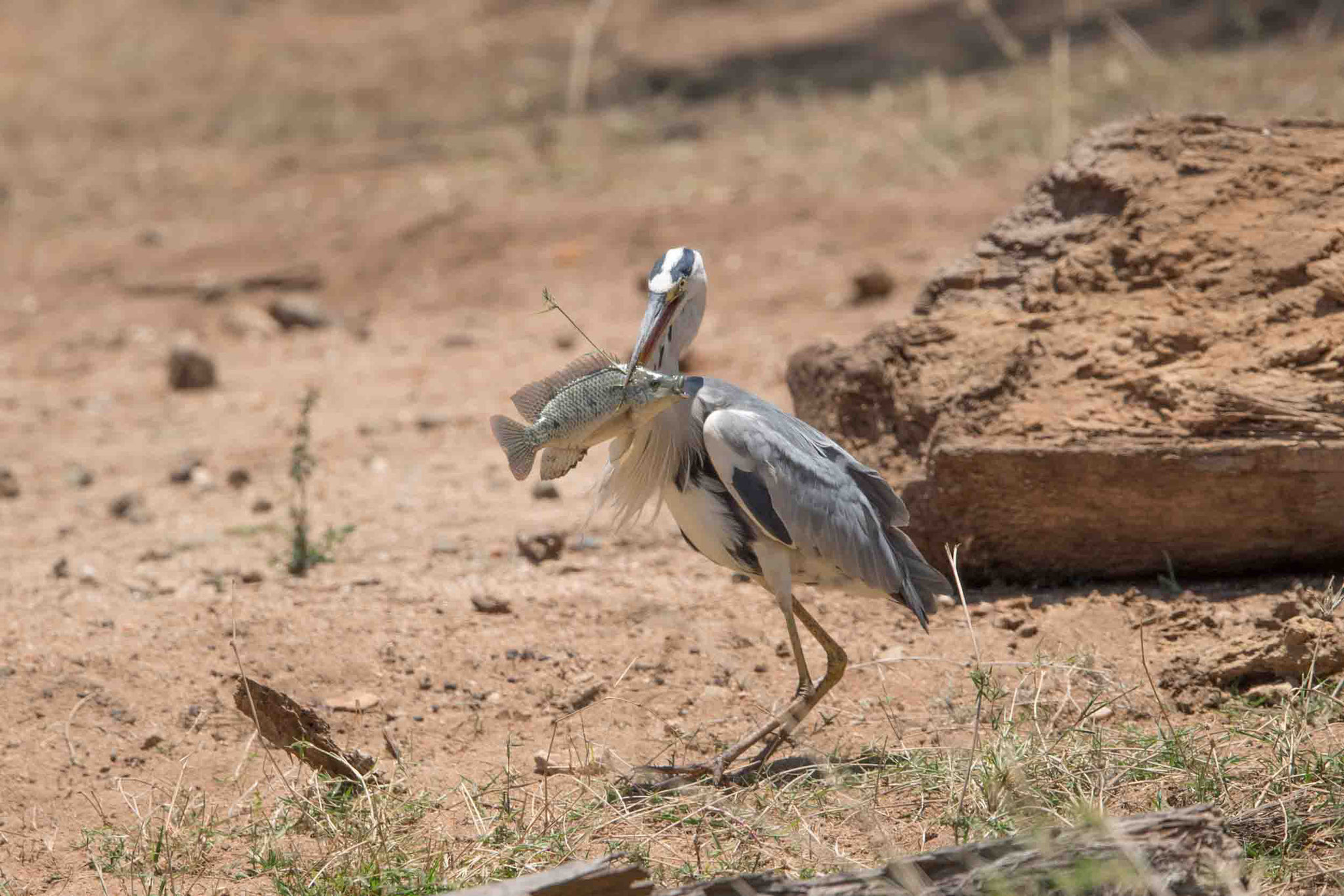 GRAUREIHER - GREY HERON