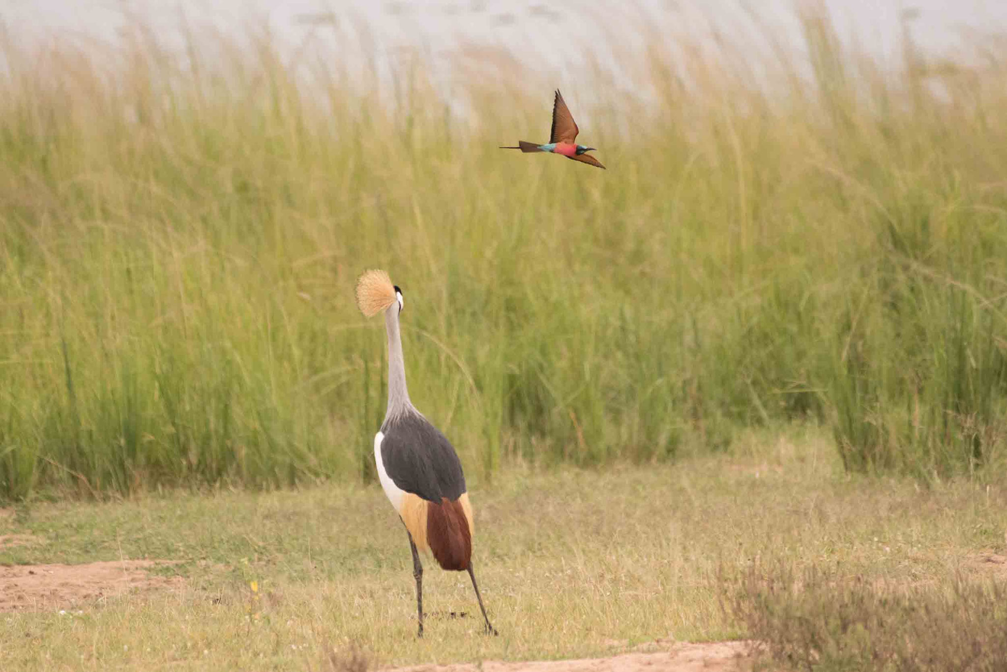 KRONENKRANICH/SCHARLACHSPINT - GREY CROWNED CRANE/CARMINE BEE-EATER