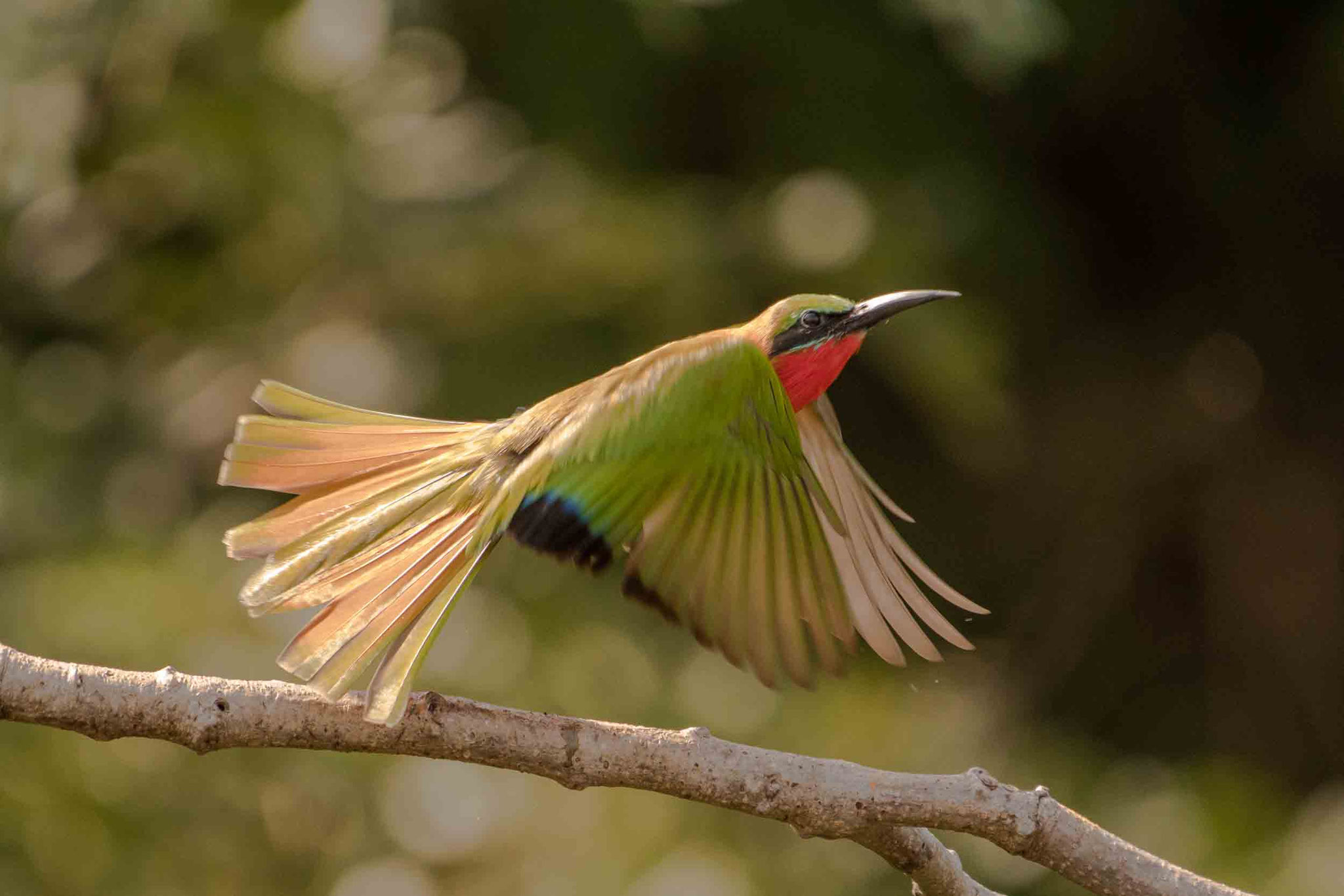 ROTKEHLSPINT - RED-THROATED BEE-EATER