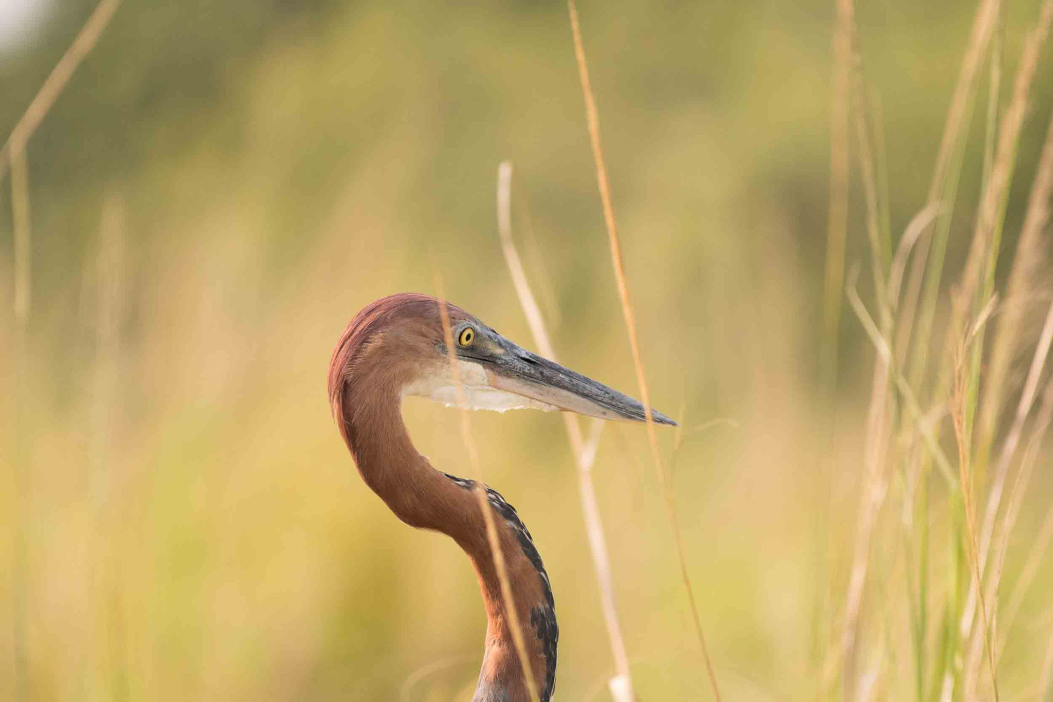 GOLIATHREIHER - GOLIATH HERON