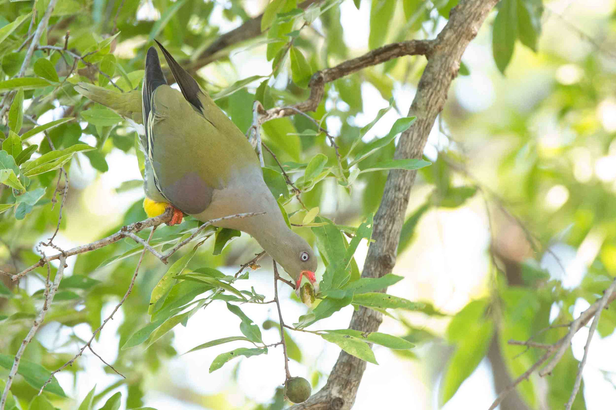 GRÜNE FRUCHTTAUBE - AFRICAN GREEN PIGEON