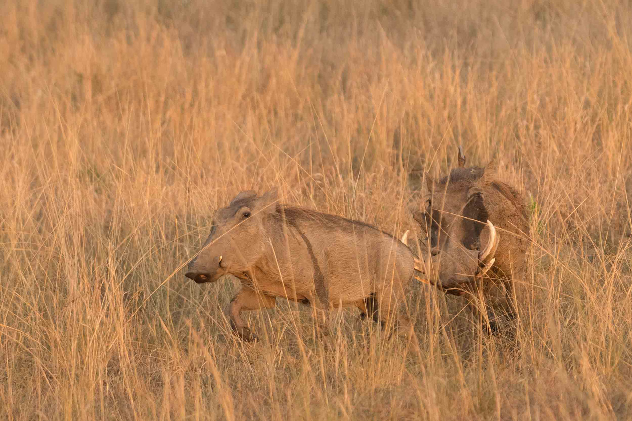 WARZENSCHWEIN - WARTHOG