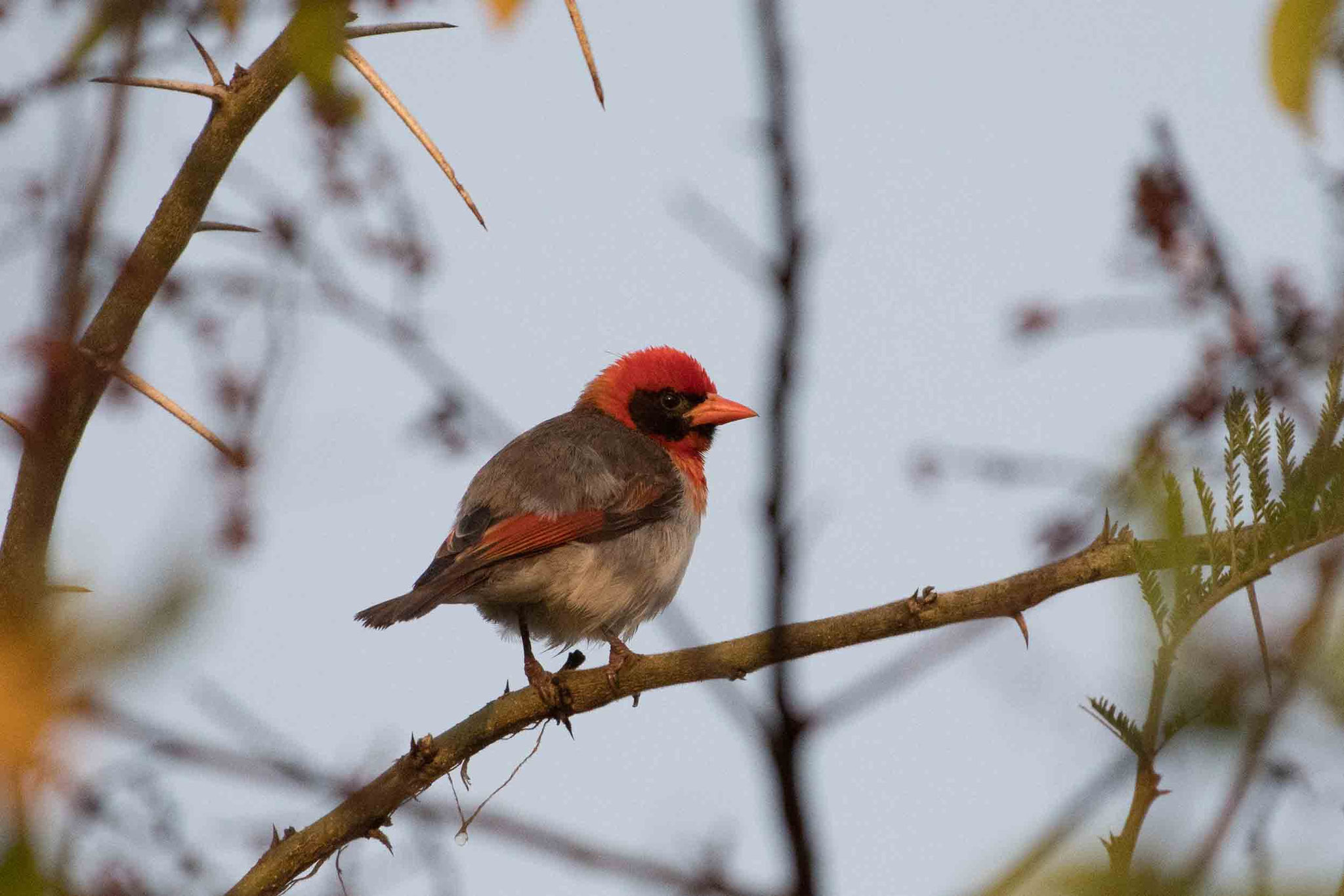 SCHARLACHWEBER - RED-HEADED WEAVER
