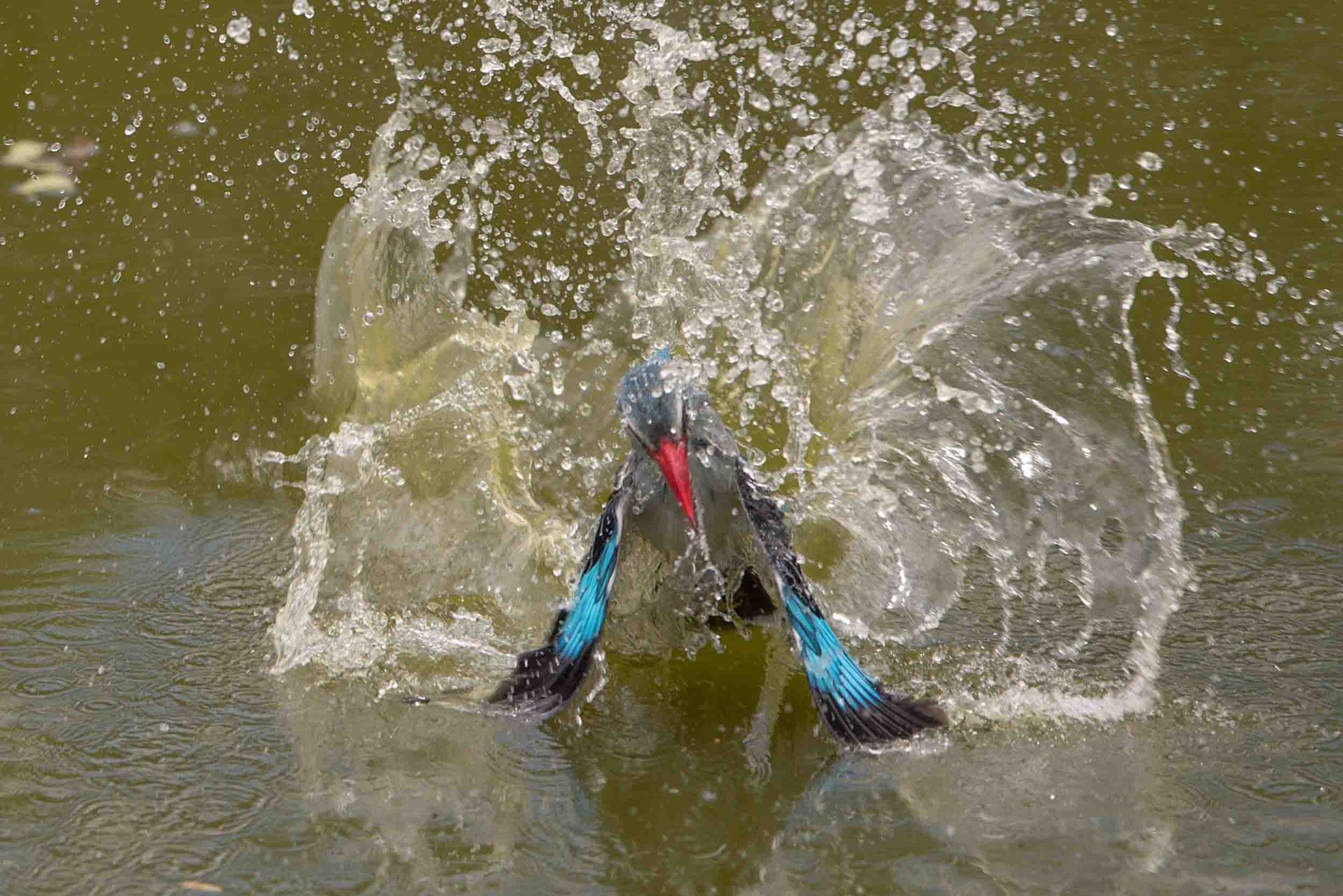 SENEGALLIEST - WOODLAND KINGFISHER nominiert bei/nominated at "Africa Geographic website favourite of the year 2018"