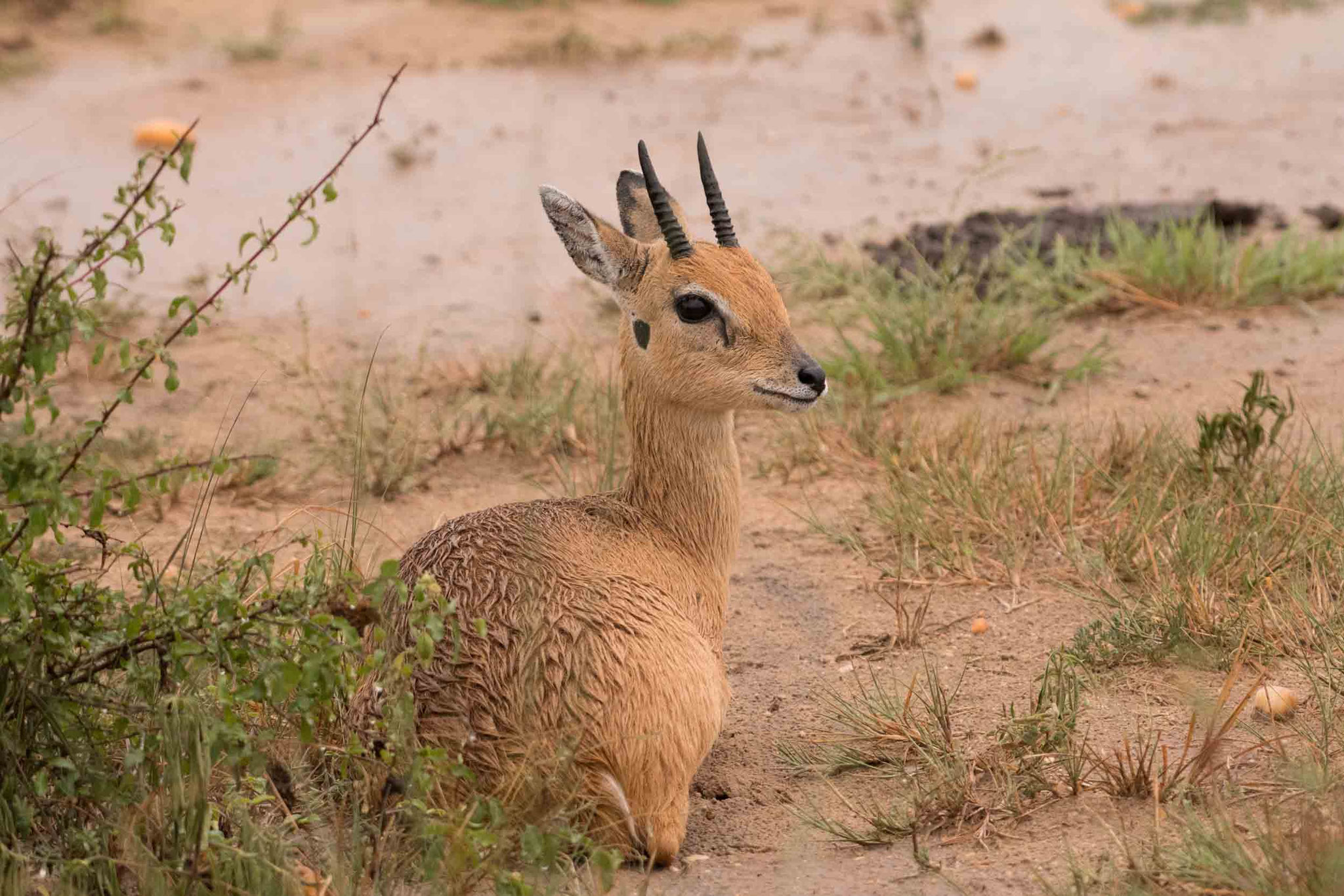 ORIBI