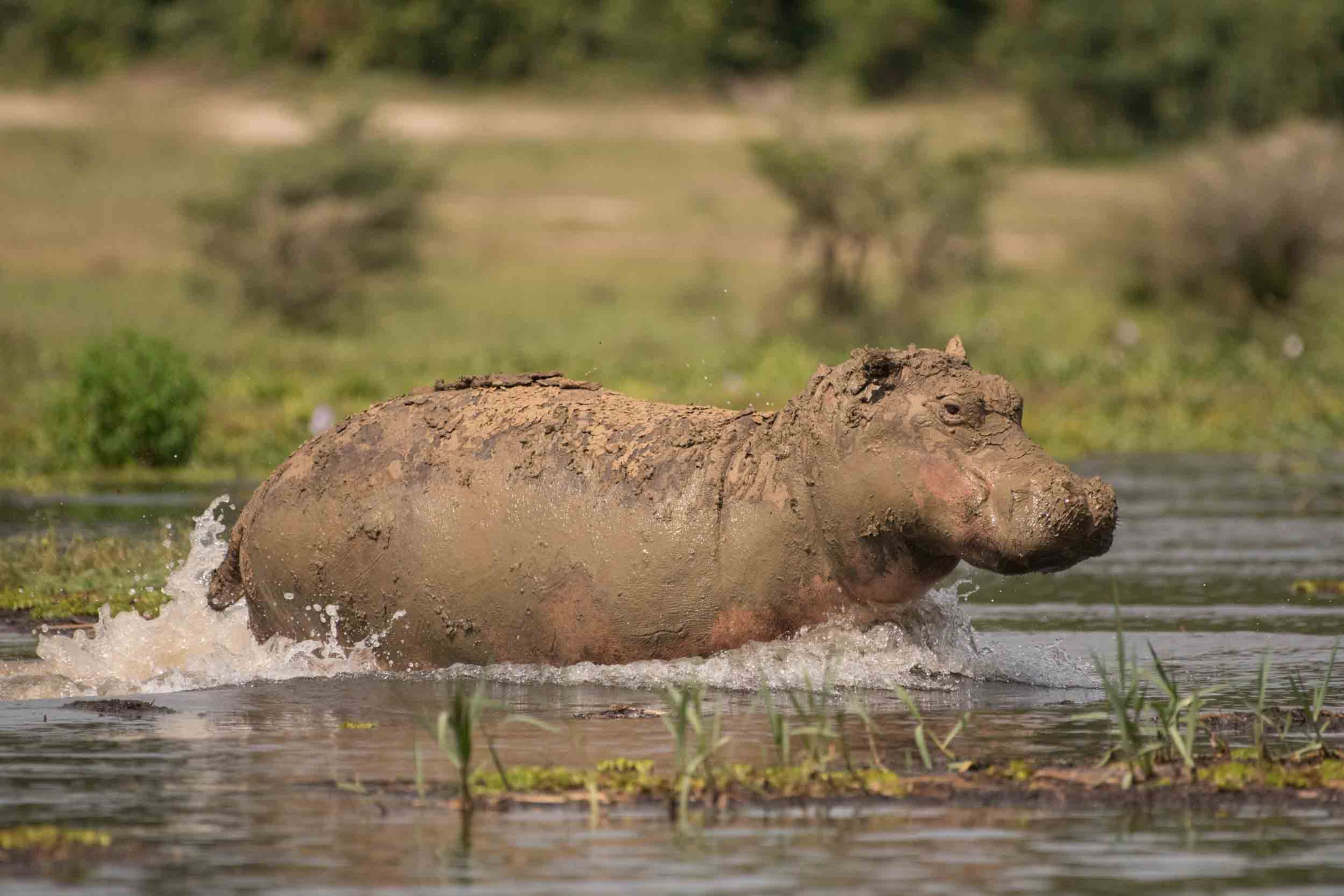 FLUSSPFERD - HIPPO