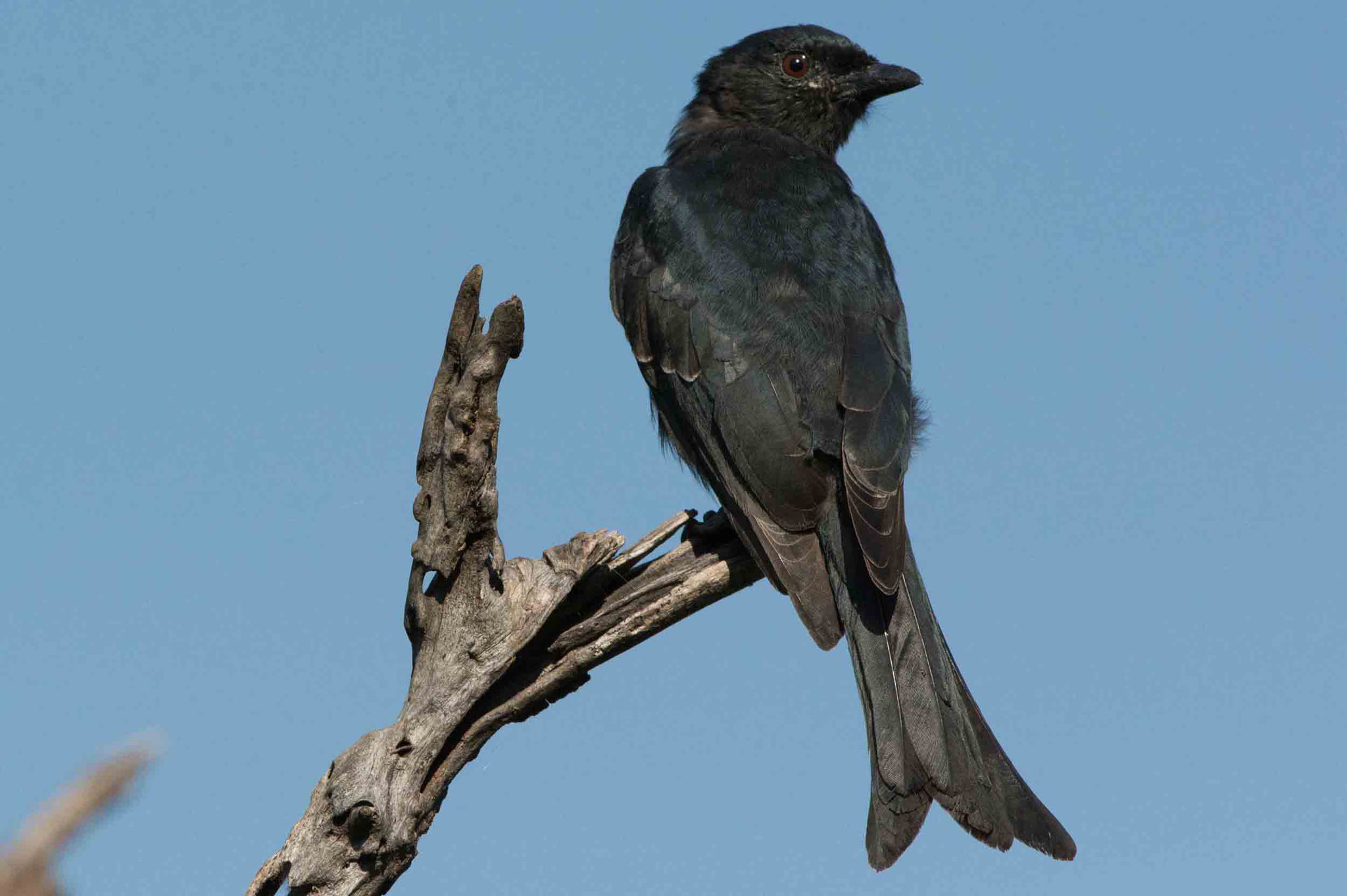 TRAUERDRONGO - FORK-TAILED DRONGO