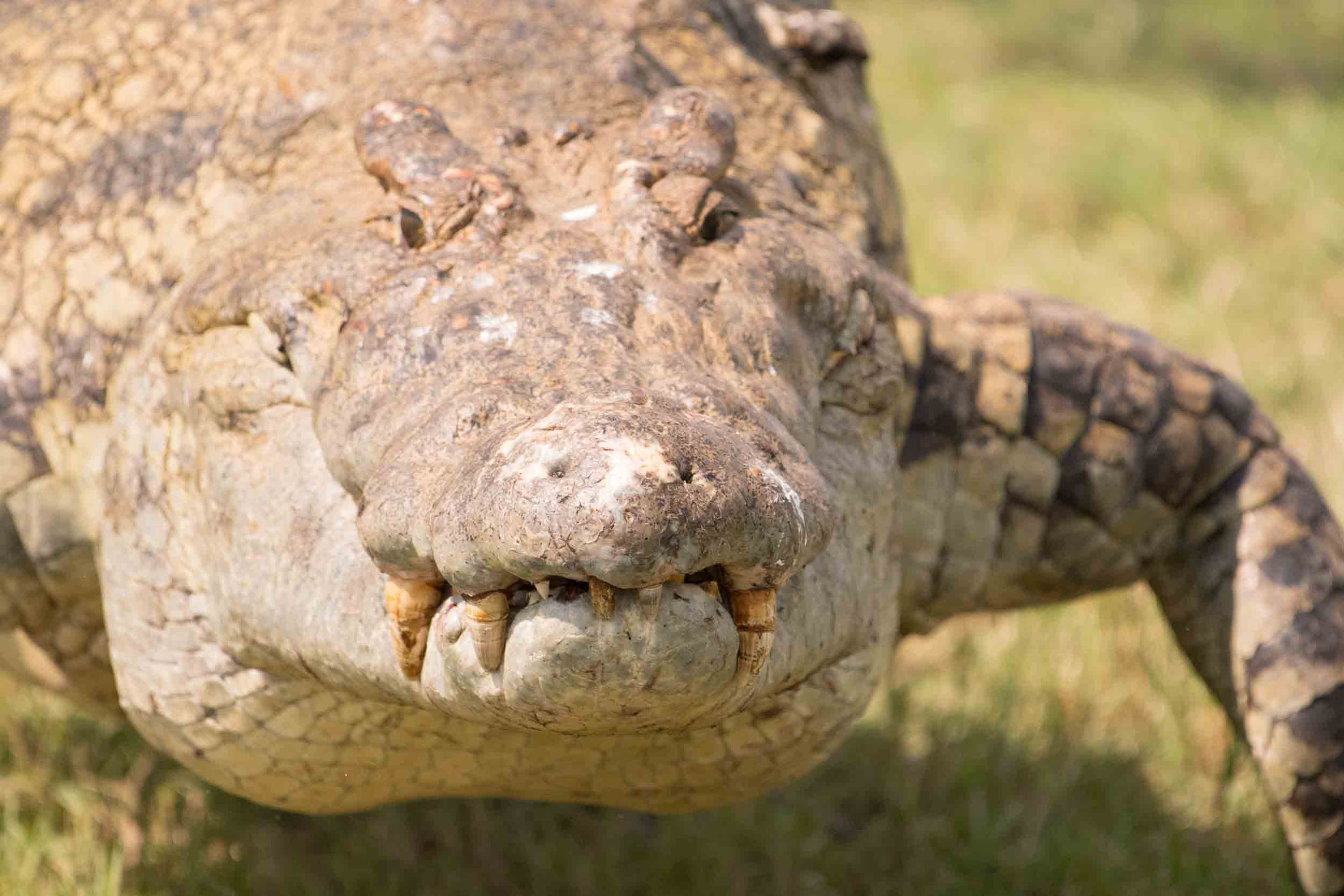 NILKROKODIL - CROCODILE