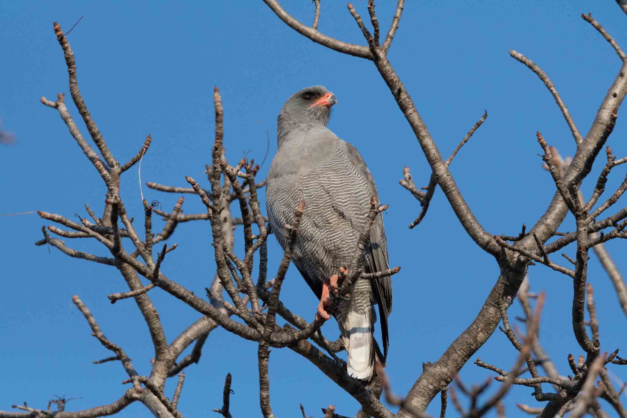 GRAUBÜRZEL-SINGHABICHT - DARK CHANTING GOSHAWK