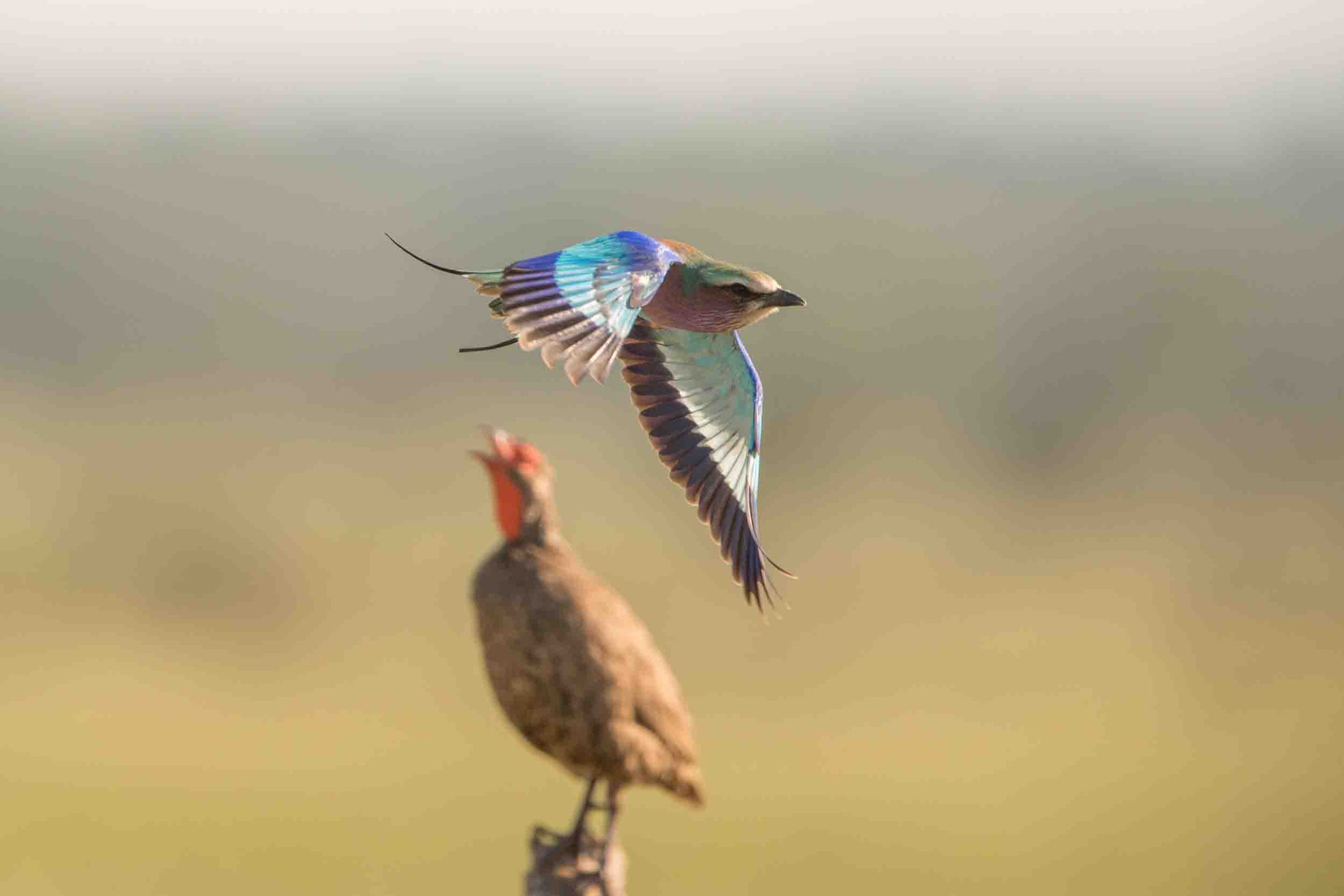 GABELRACKE/SWAINSONFRANKOLIN - LILAC-BREASTED ROLLER/SWAINSON'S SPURFOWL
