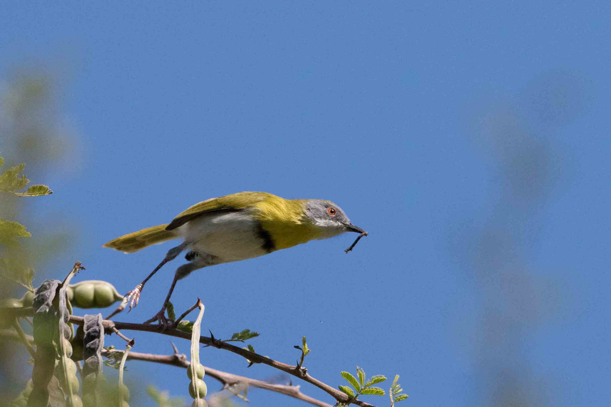 GELBBRUST-FEINSÄNGER - YELLOW-BREASTED APALIS