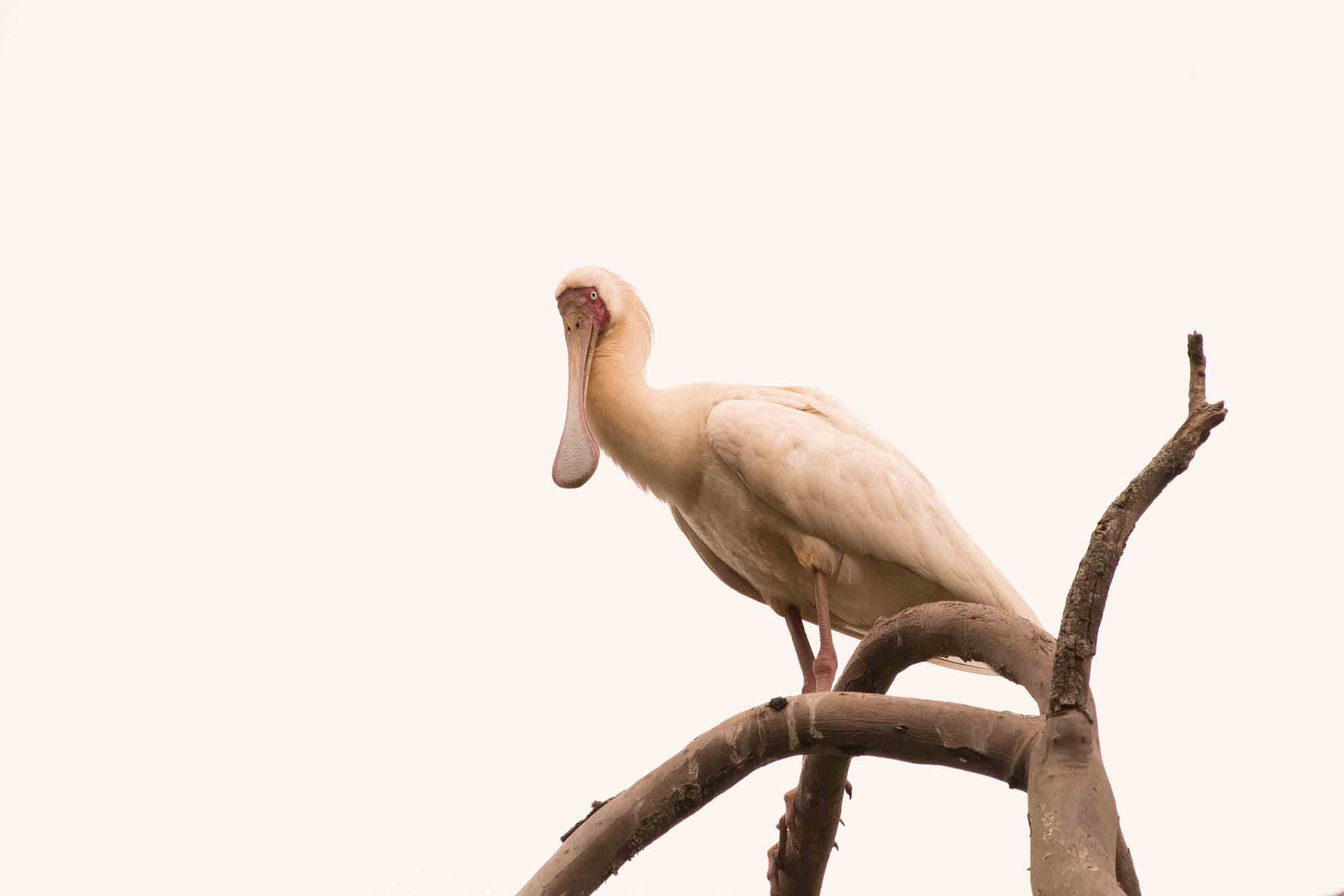 SCHMALSCHNABELLÖFFLER - AFRICAN SPOONBILL