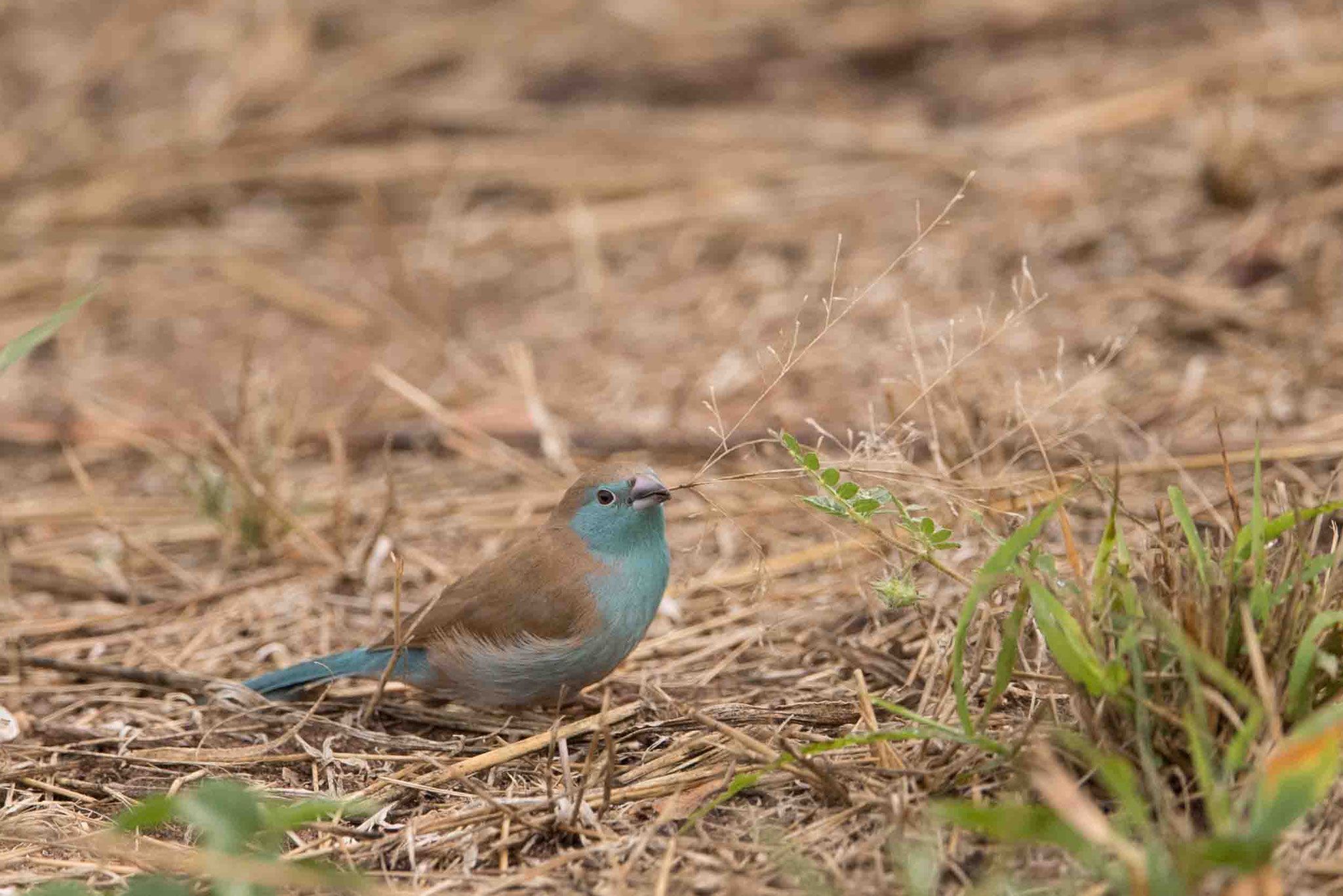 ANGOLA-SCHMETTERLINGSFINK - BLUE WAXBILL