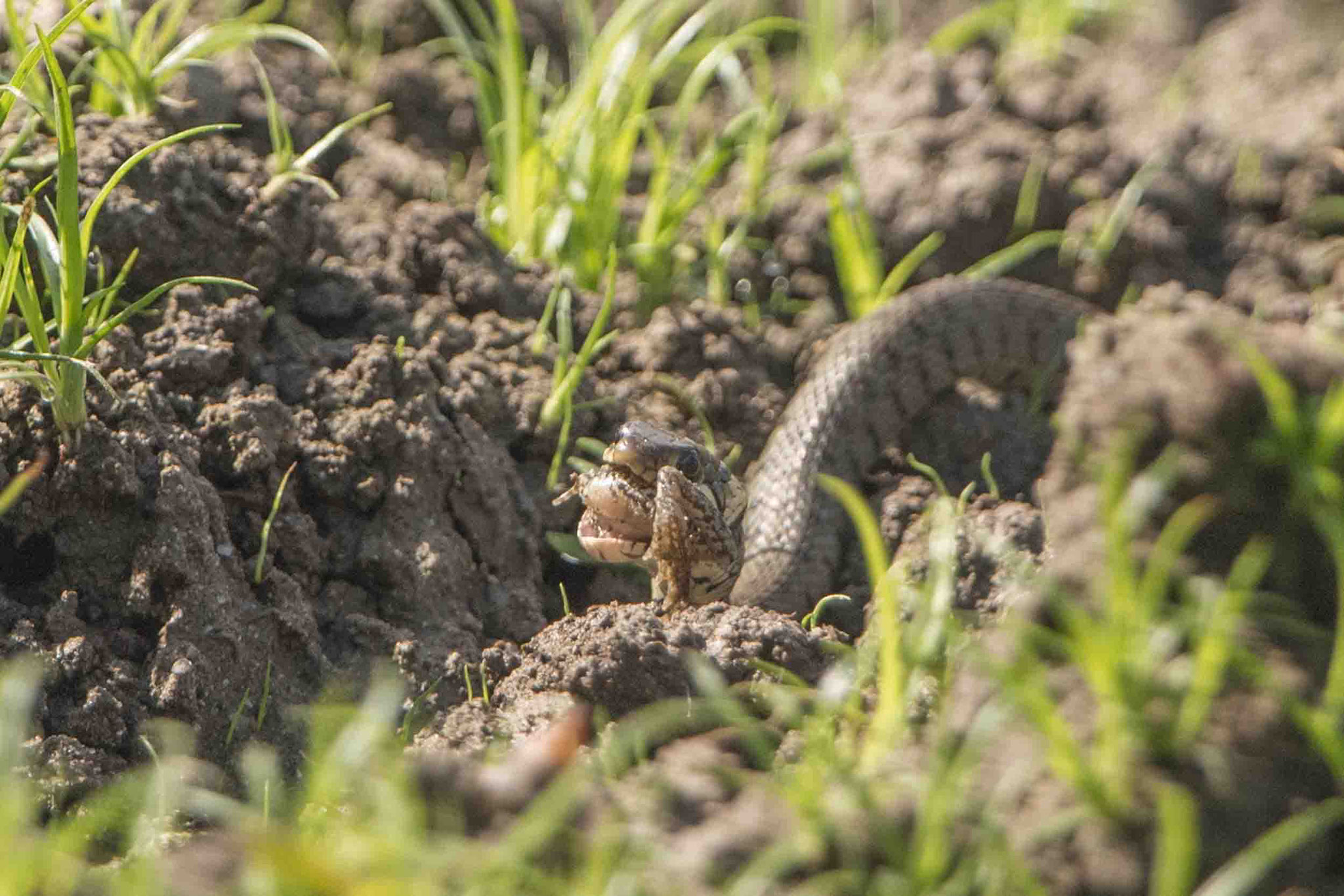 RINGELNATTER MIT BEUTE / GRASS SNAKE WITH PREY