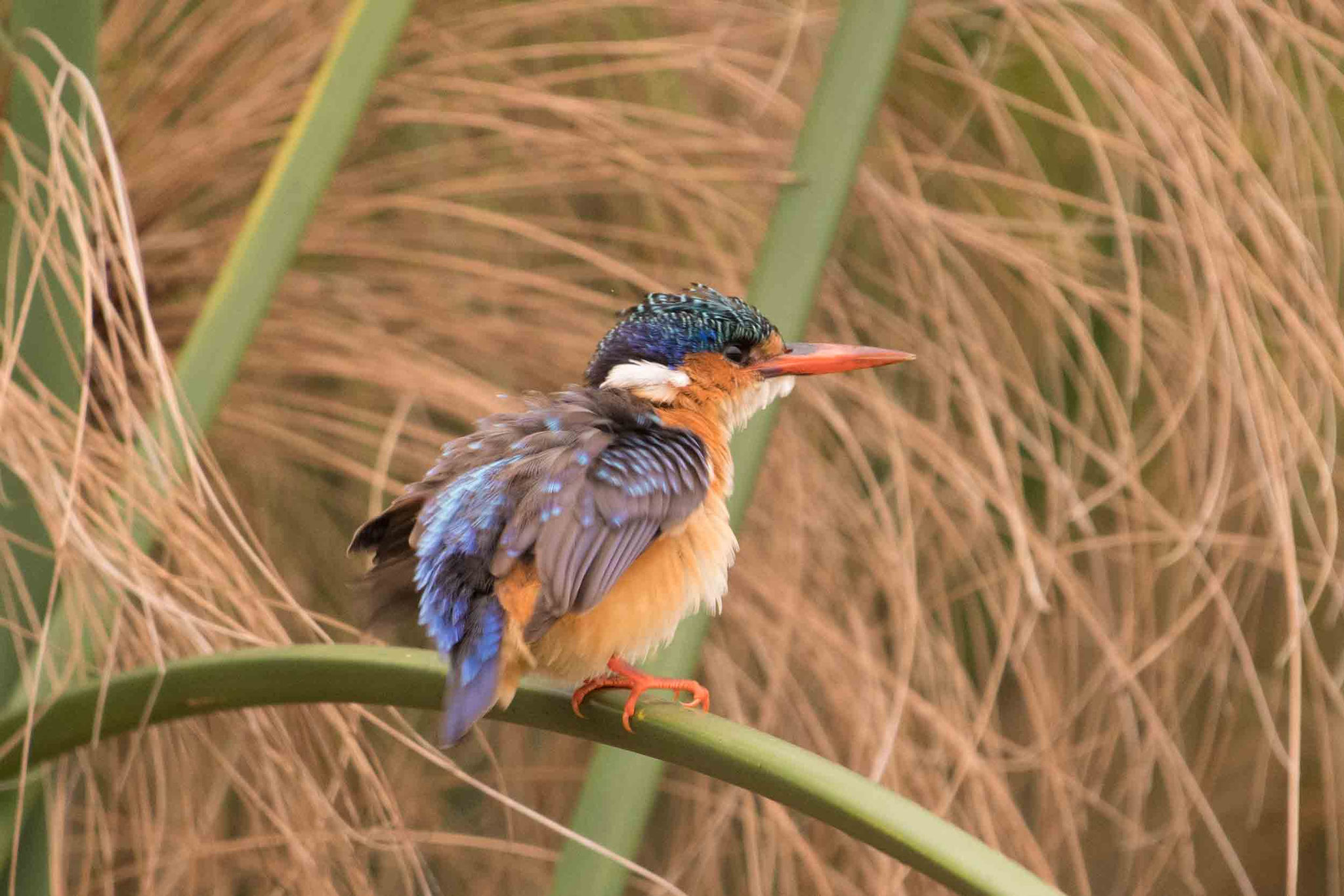 MALACHITEISVOGEL - MALACHITE KINGFISHER