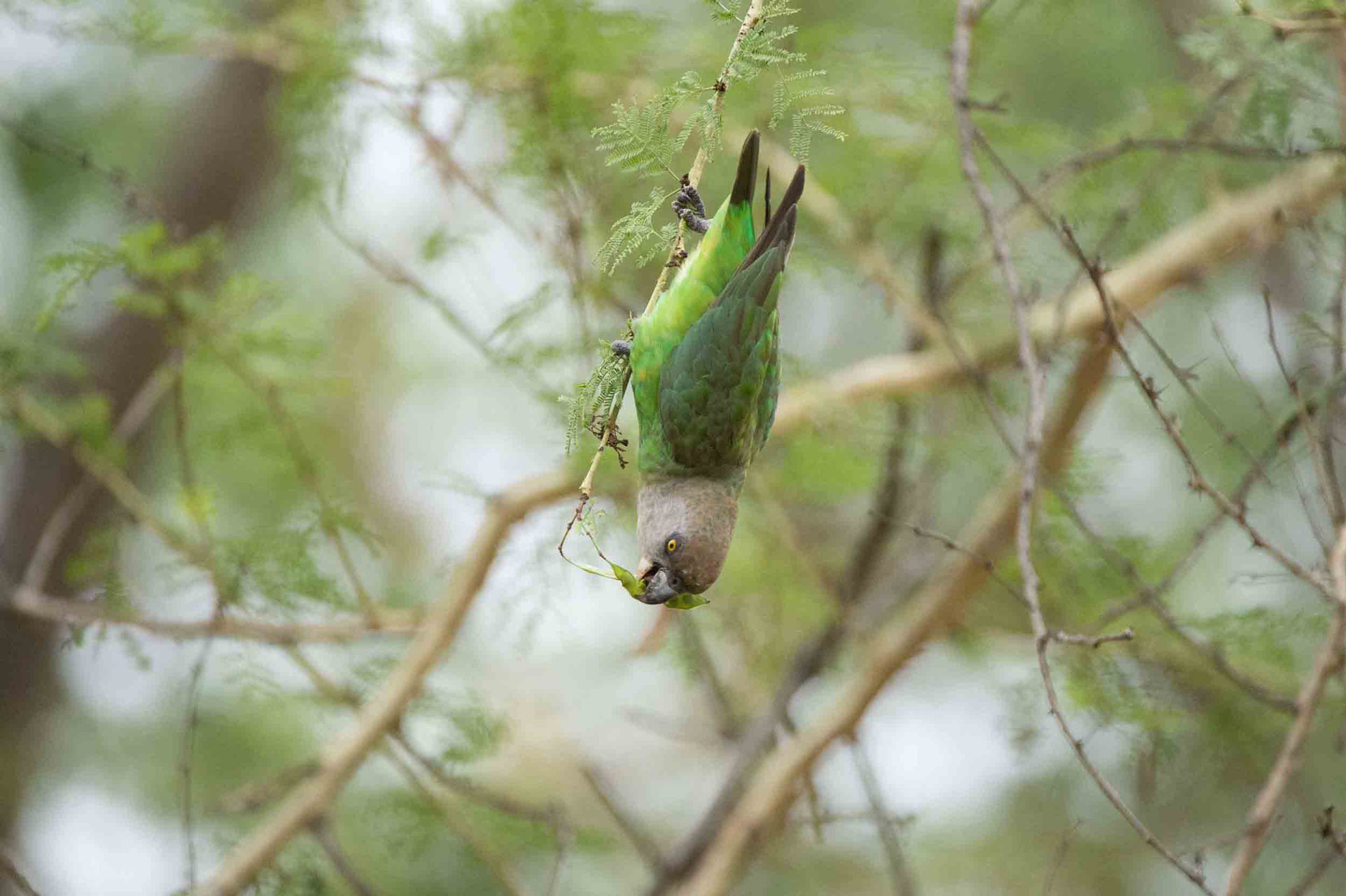 BRAUNKOPFPAPAGEI - BROWN-HEADED PARROT