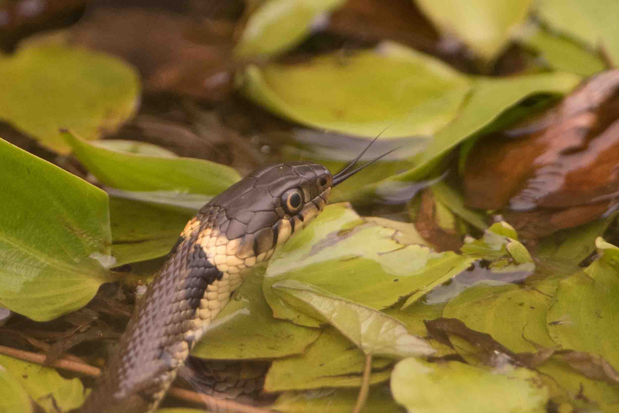 RINGELNATTER / GRASS SNAKE