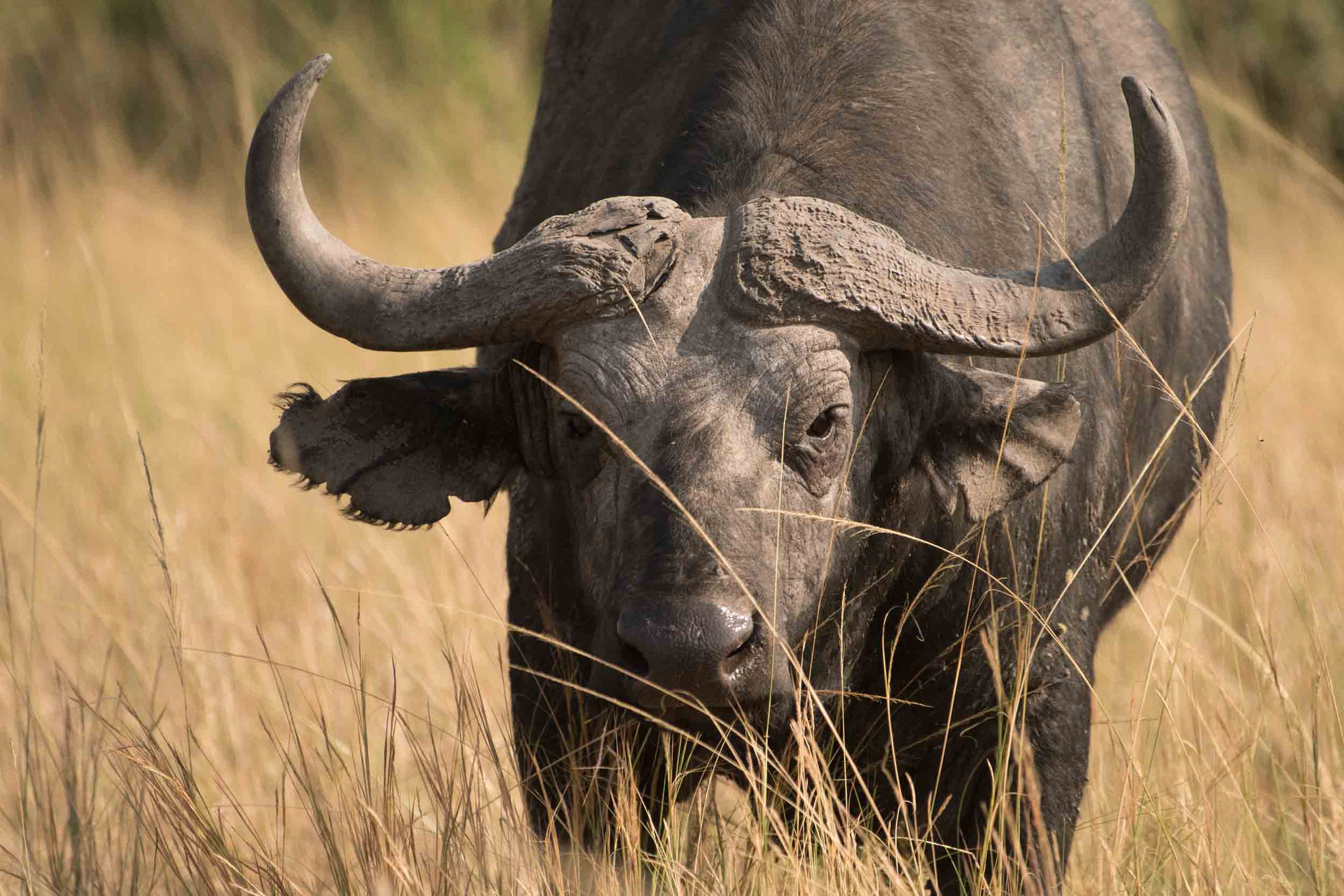 BÜFFEL - BUFFALO