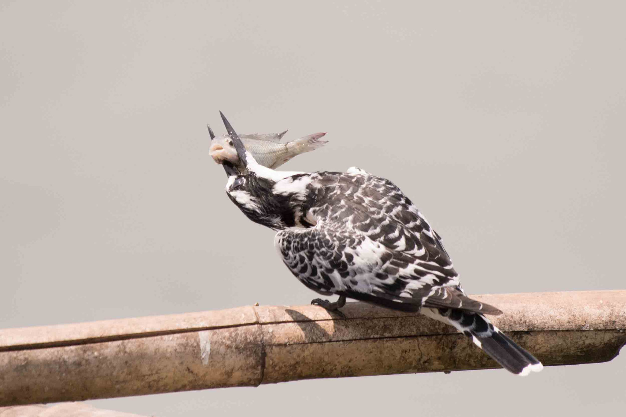 GRAUFISCHER - PIED KINGFISHER