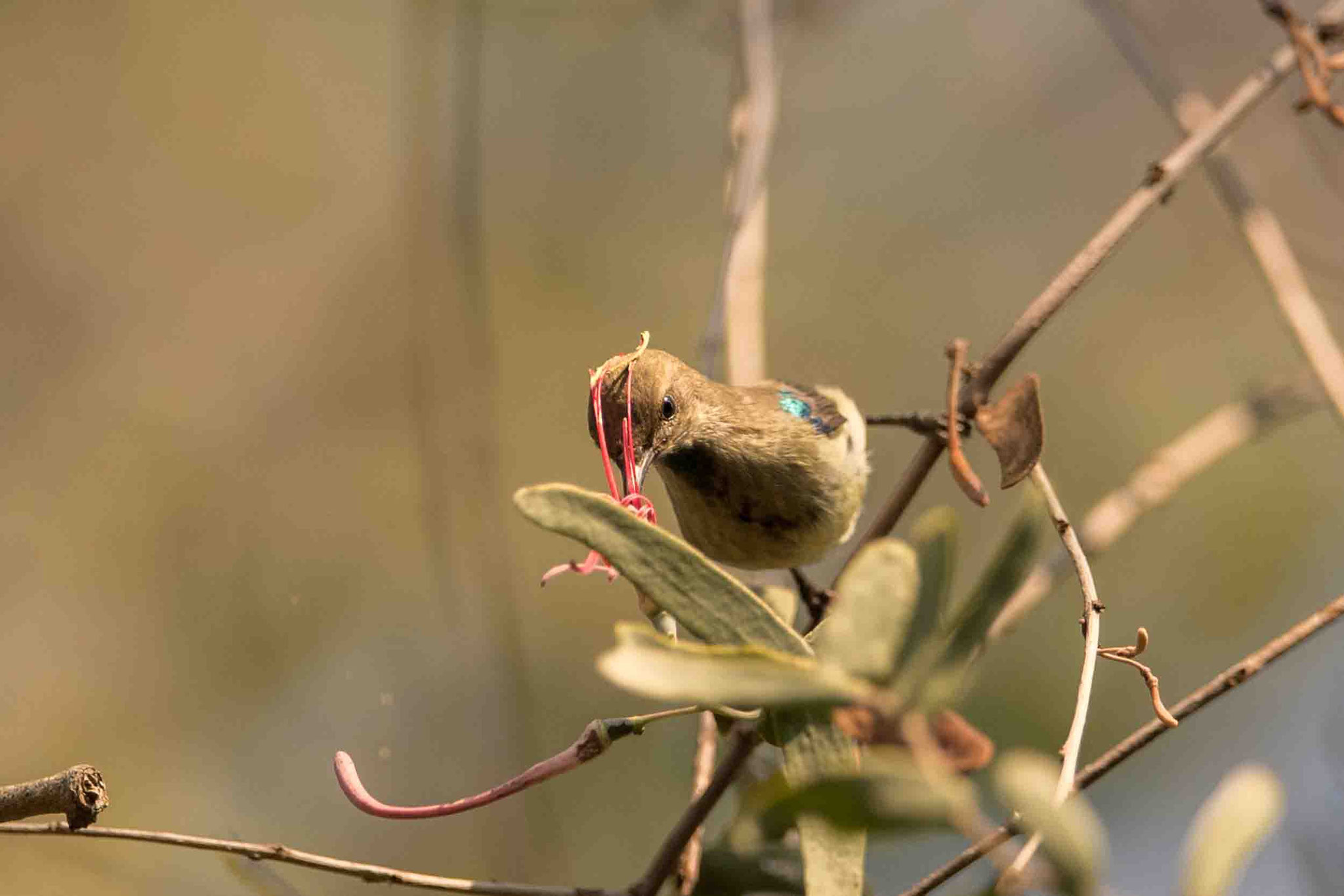NEKTARVOGEL ♀- SUNBIRD ♀