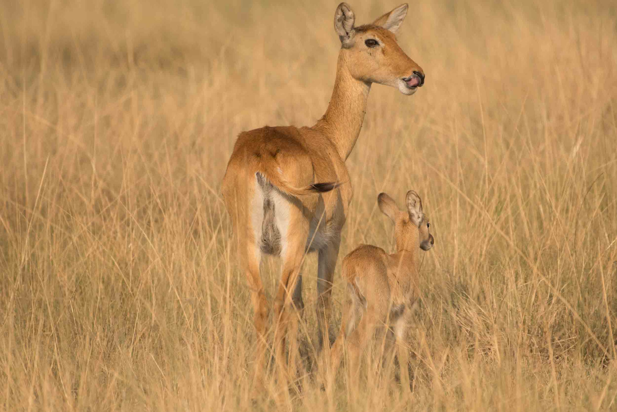 UGANDA KOB - UGANDAN KOB