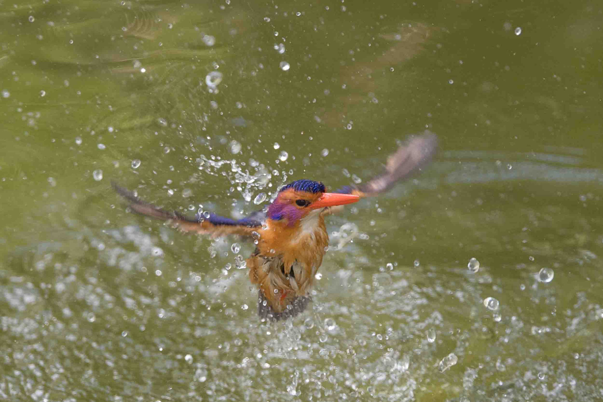 NATALZWERGFISCHER - AFRICAN PYGMY KINGFISHER