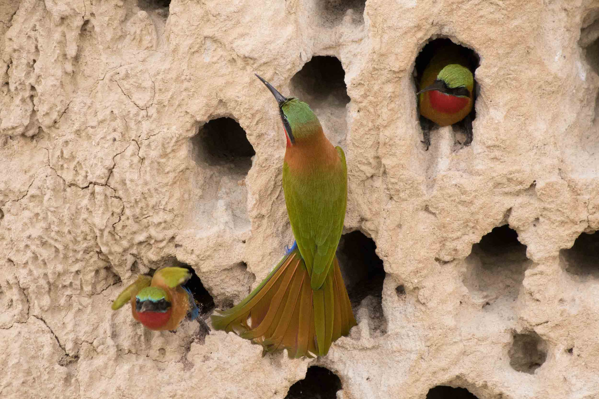 ROTKEHLSPINT - RED-THROATED BEE-EATER