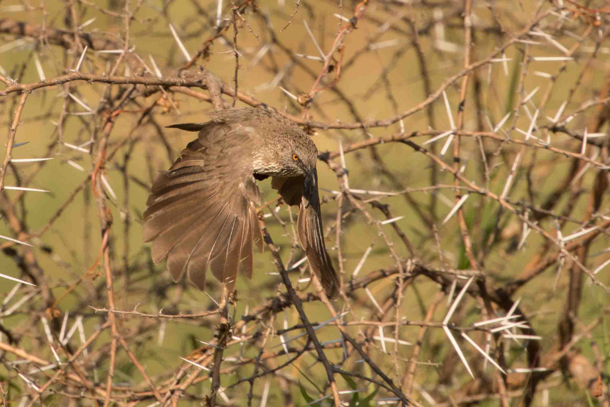 BRAUNDROSSLING - ARROW-MARKED BABBLER