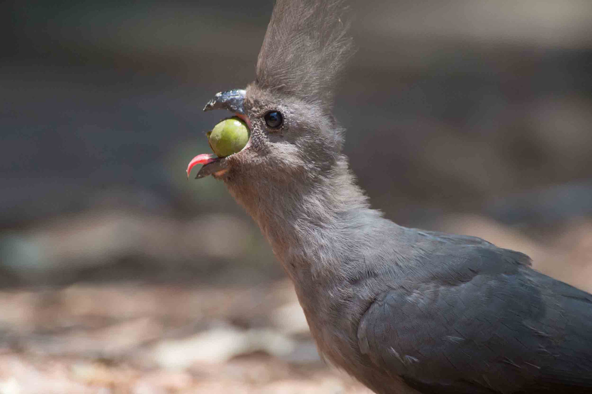 GRAULÄRMVOGEL - GREY GO-AWAY-BIRD