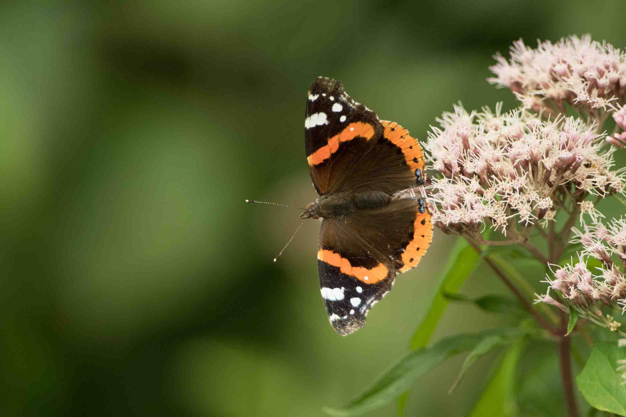 ADMIRAL / RED ADMIRAL