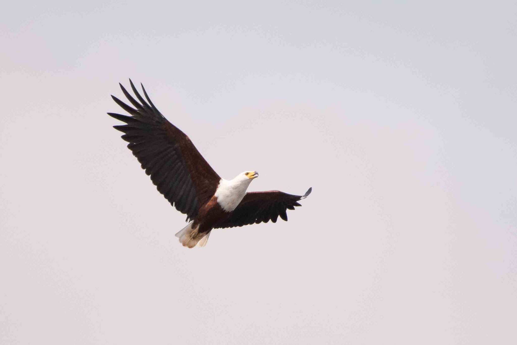 SCHREISEEADLER - AFRICAN FISH EAGLE