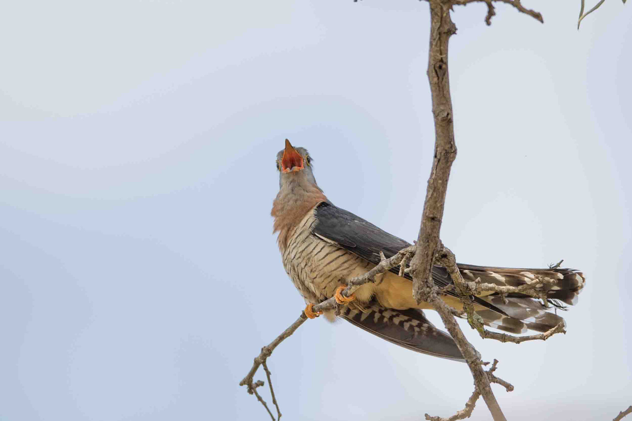 EINSIEDLERKUCKUCK - RED-CHESTED CUCKOO