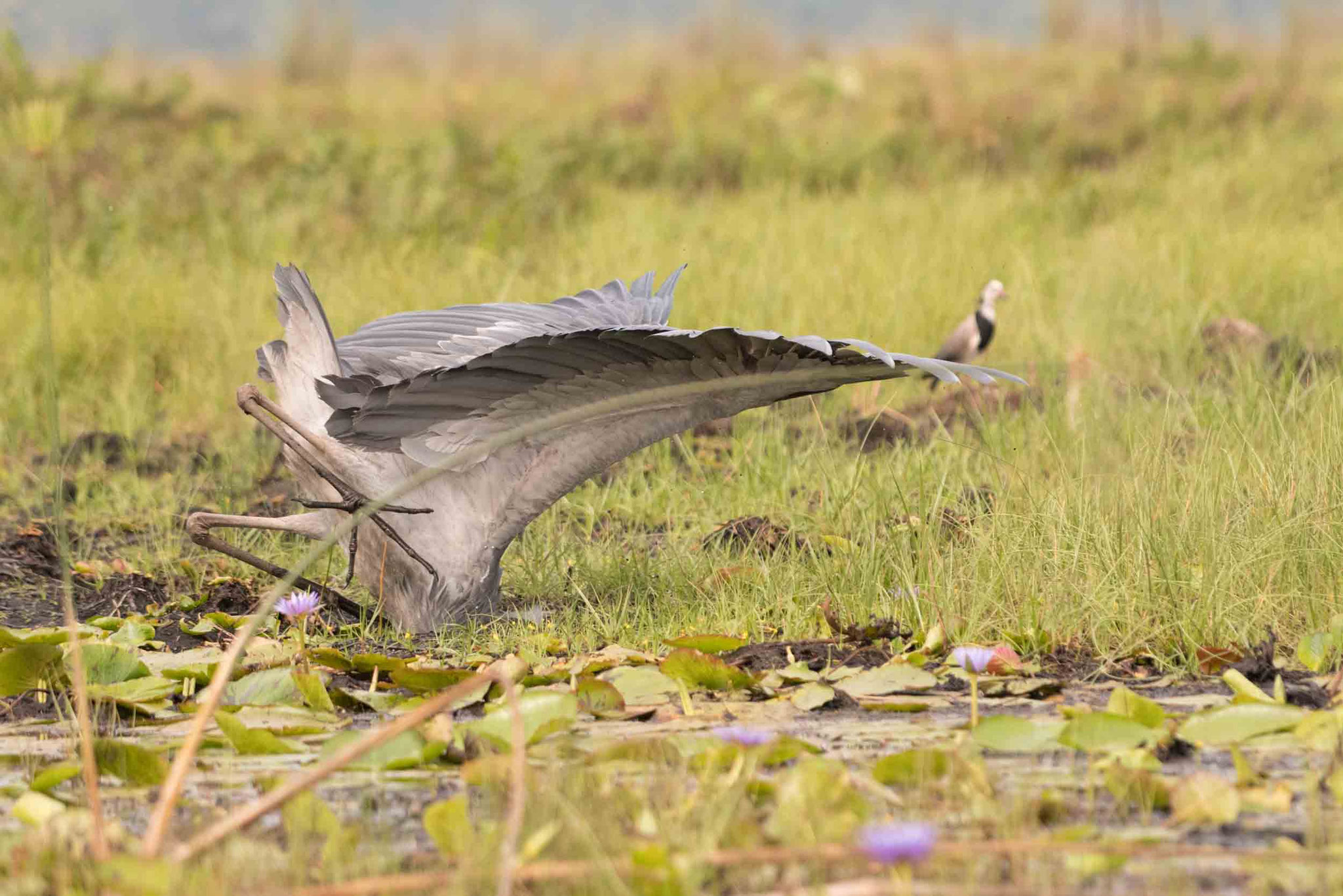 SCHUHSCHNABEL - SHOEBILL