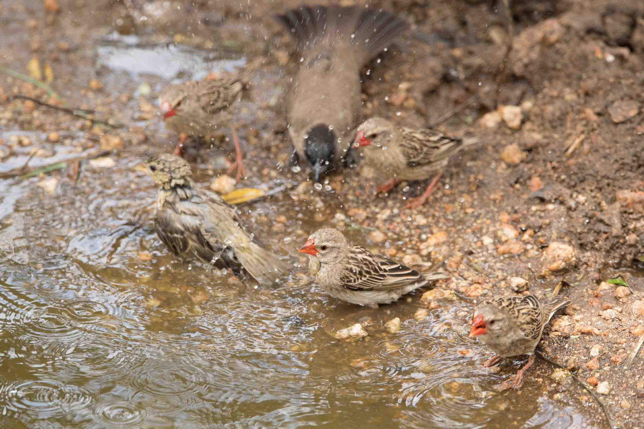 BLUTSCHNABELWEBER - RED-BILLED QUELEA