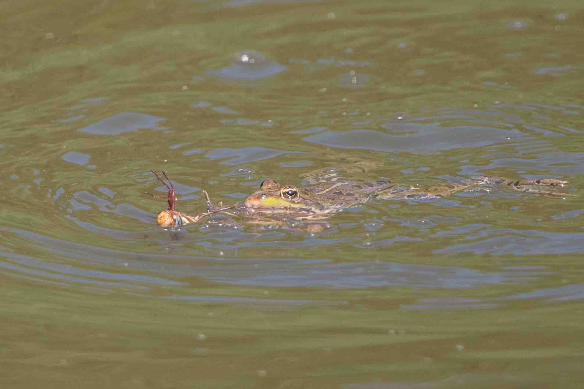 TEICHFROSCH MIT BEUTE / GREEN FROG WITH PREY