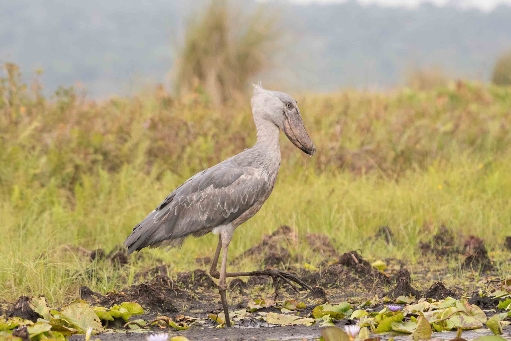 SCHUHSCHNABEL - SHOEBILL