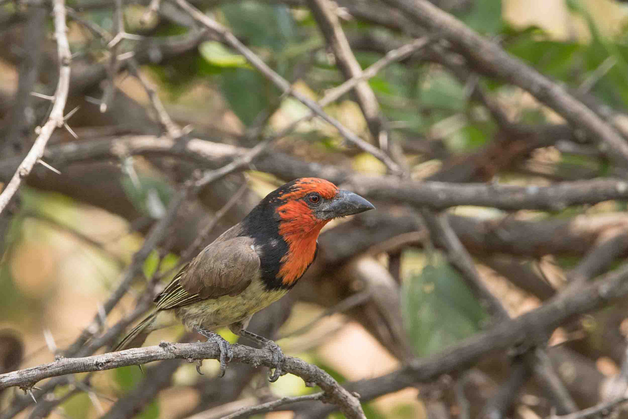 HALSBAND-BARTVOGEL - BLACK-COLLARED BARBET