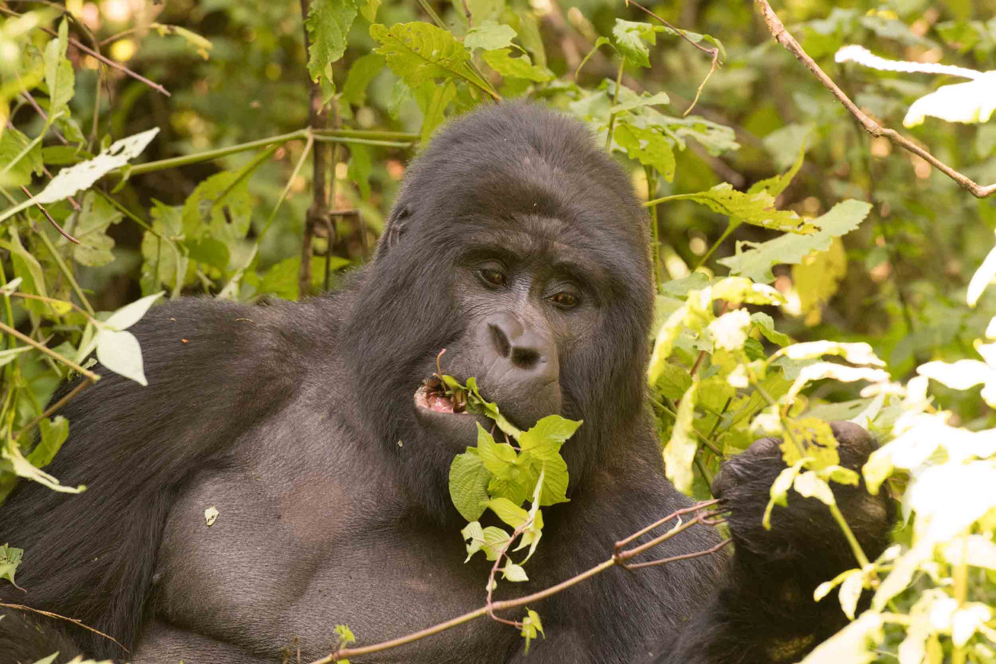 BERGGORILLA - MOUNTAIN GORILLA