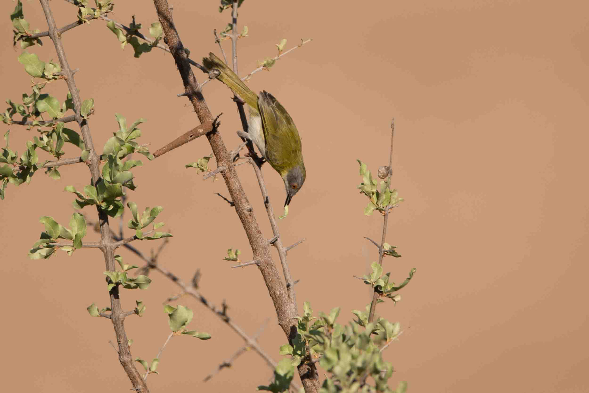 GELBBRUST-FEINSÄNGER - YELLOW-BREASTED APALIS