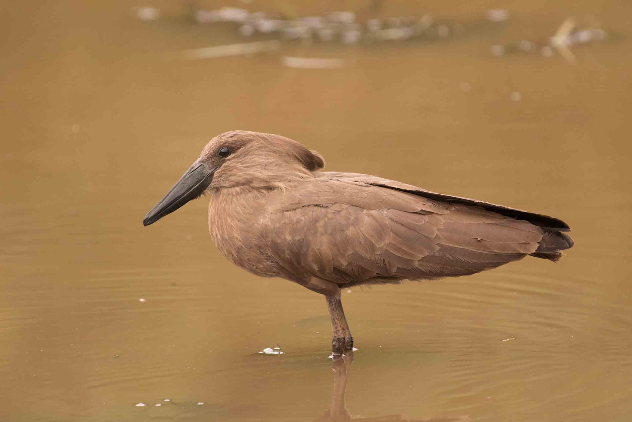 HAMMERKOPF - HAMERKOP