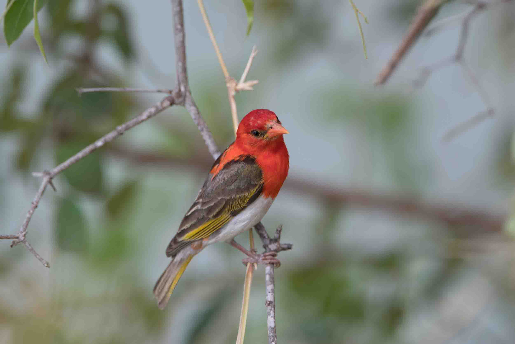 SCHARLACHWEBER - RED-HEADED WEAVER