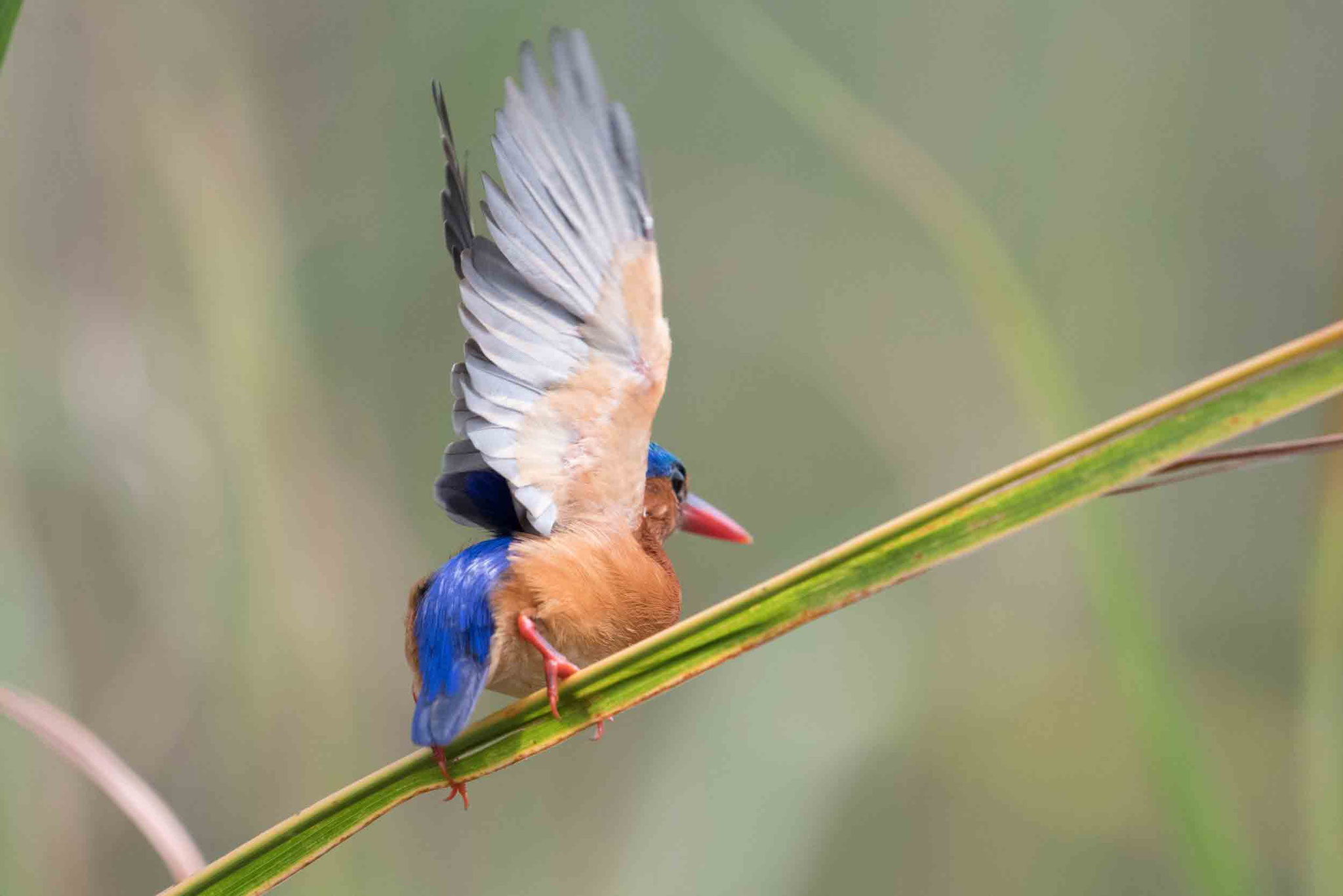 MALACHITEISVOGEL - MALACHITE KINGFISHER
