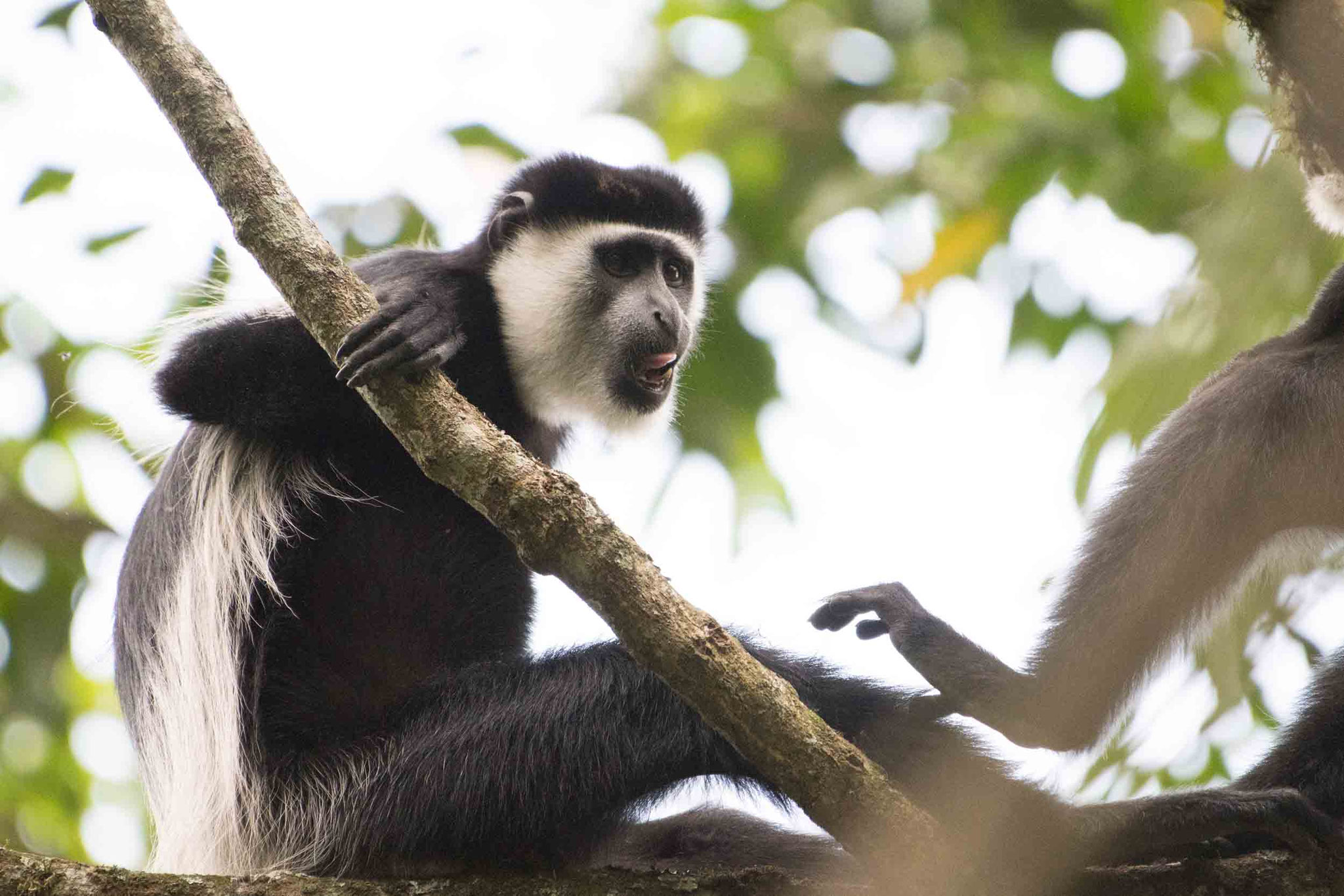 SCHWARZ-WEISSER STUMMELAFFE - BLACK-AND-WHITE COLOBUS MONKEY