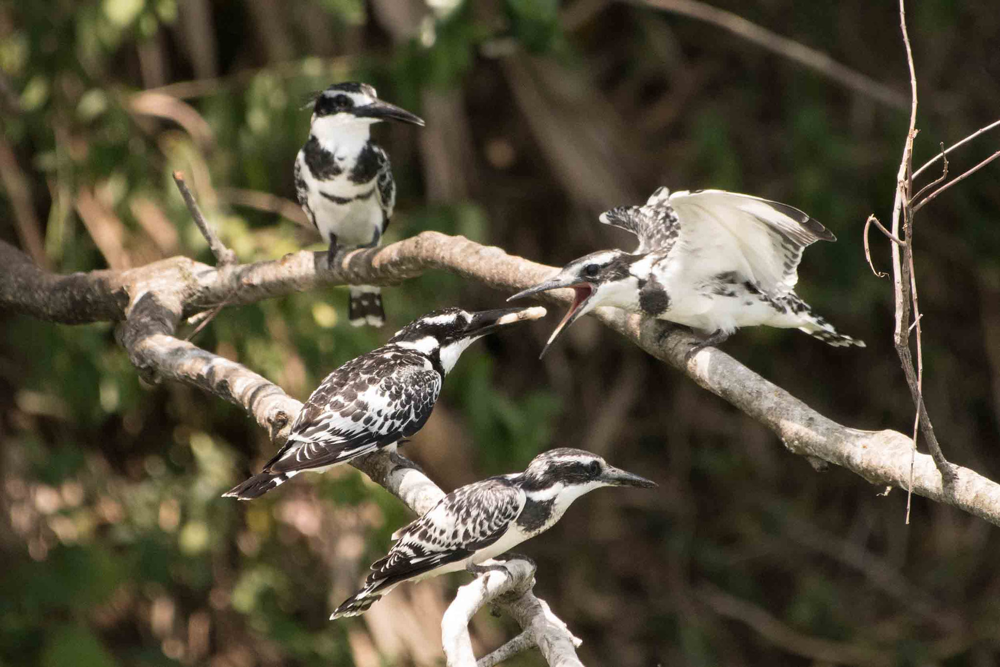 GRAUFISCHER - PIED KINGFISHER