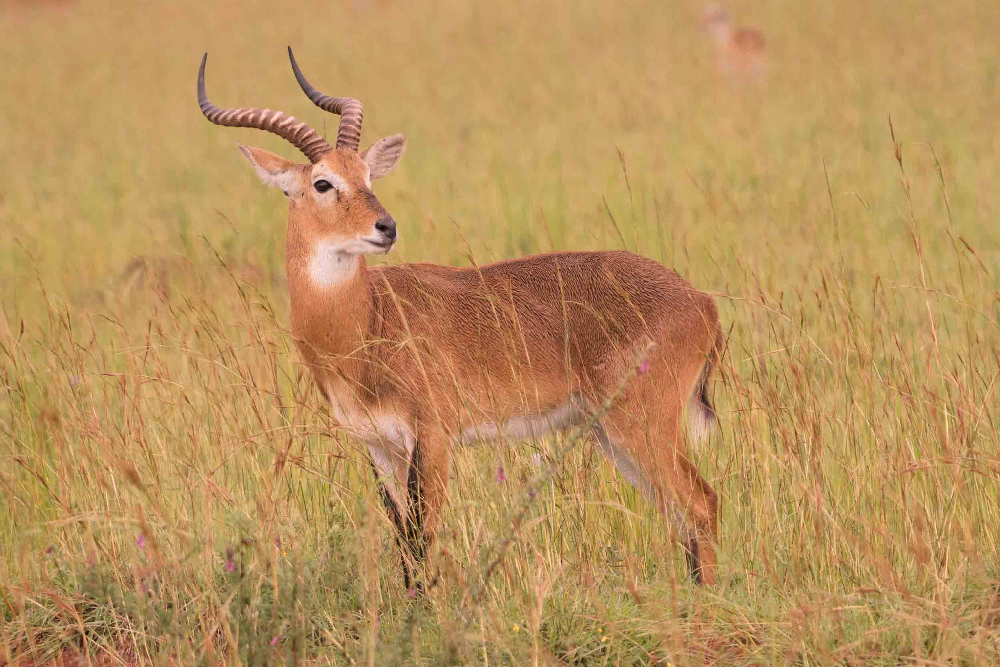 UGANDA KOB - UGANDAN KOB
